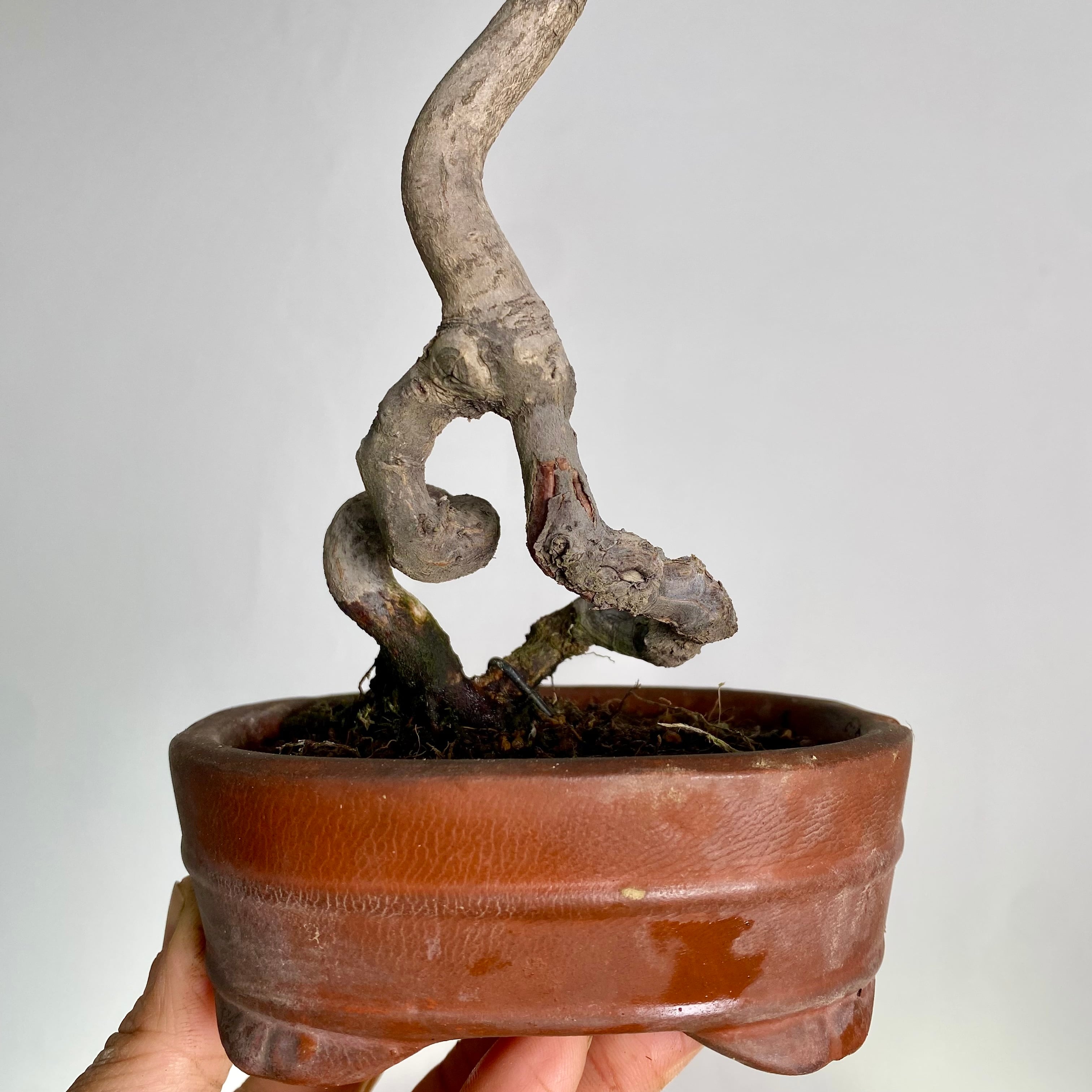 コハウチワカエデのミニ盆栽｜高さ 約32cm | BONSAI Labo ウエブショップ