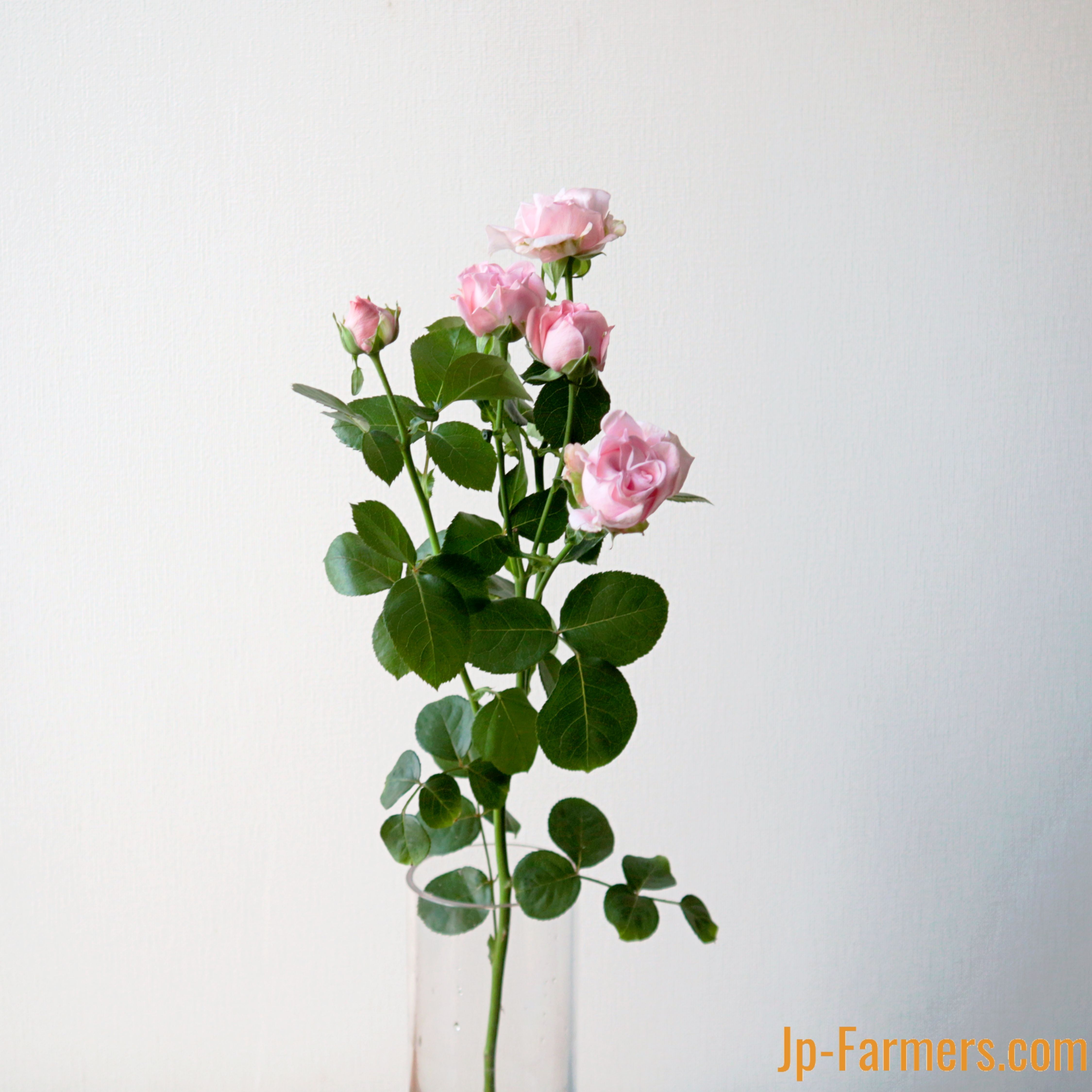 FINEROSE ☆SPバラ 品種名：ジェントルフロウ | 新鮮お花