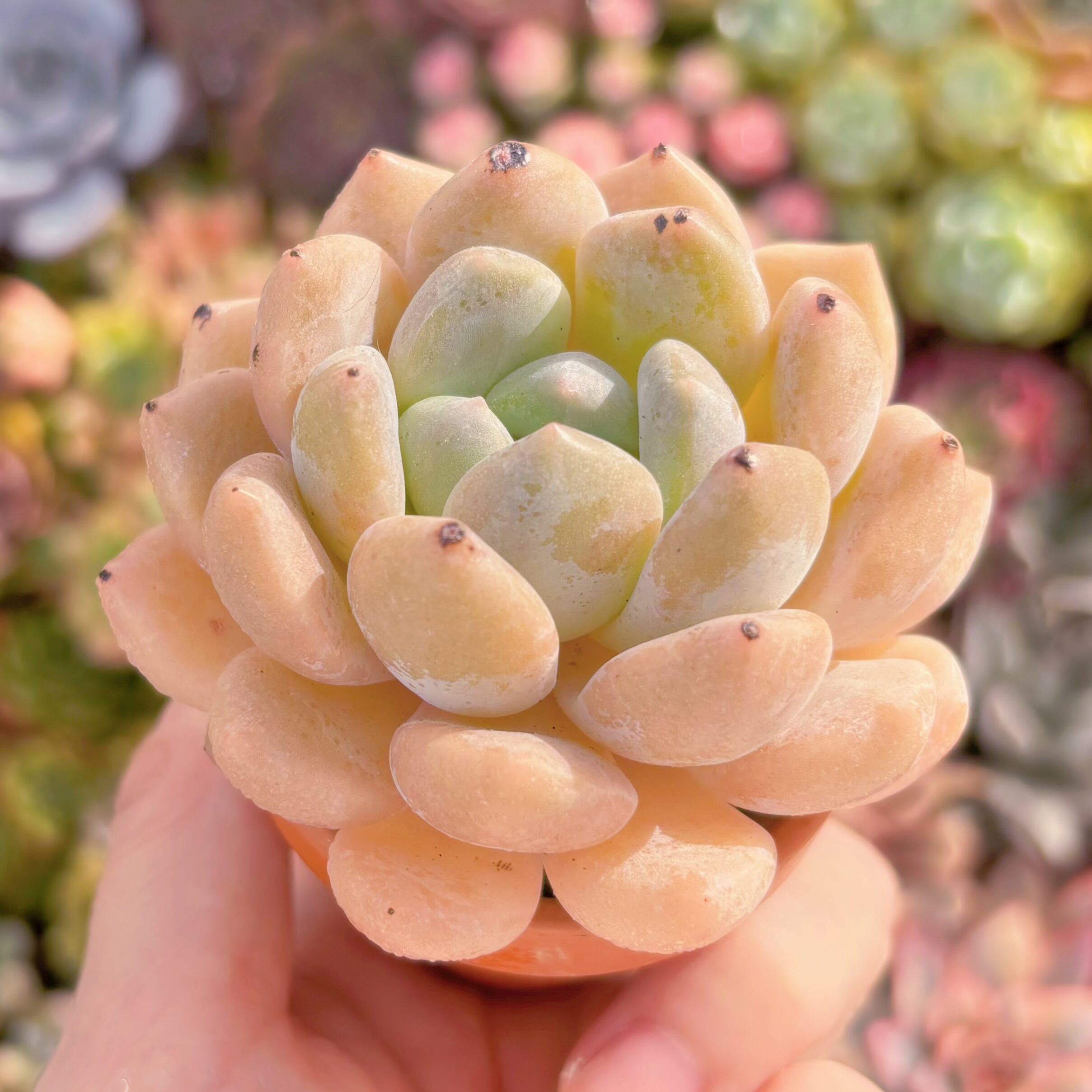 Top【選抜株】多肉植物　361084チューベローズ　63個　鉢無し/脱土 多肉植物 チュベローズ 新入荷 るる農園 | るる農園~多肉植物専門