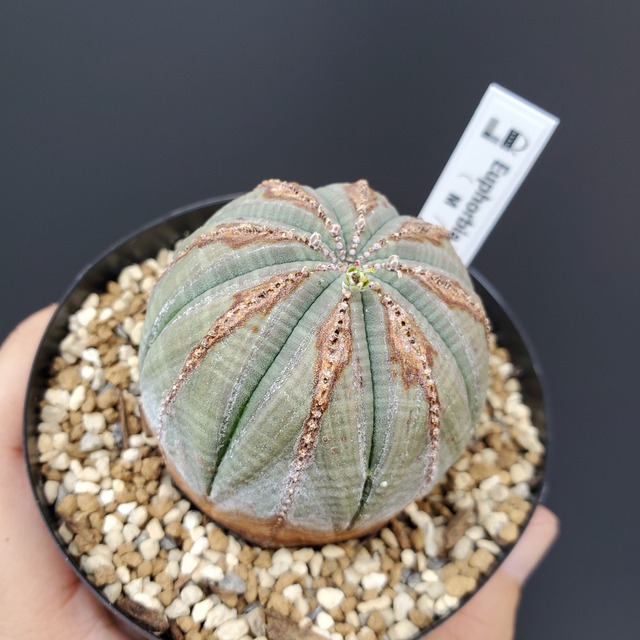 【アロー木質化タイプ】メス株 52mm Euphorbia Obesa ユーフォルビア オベサ 木質化