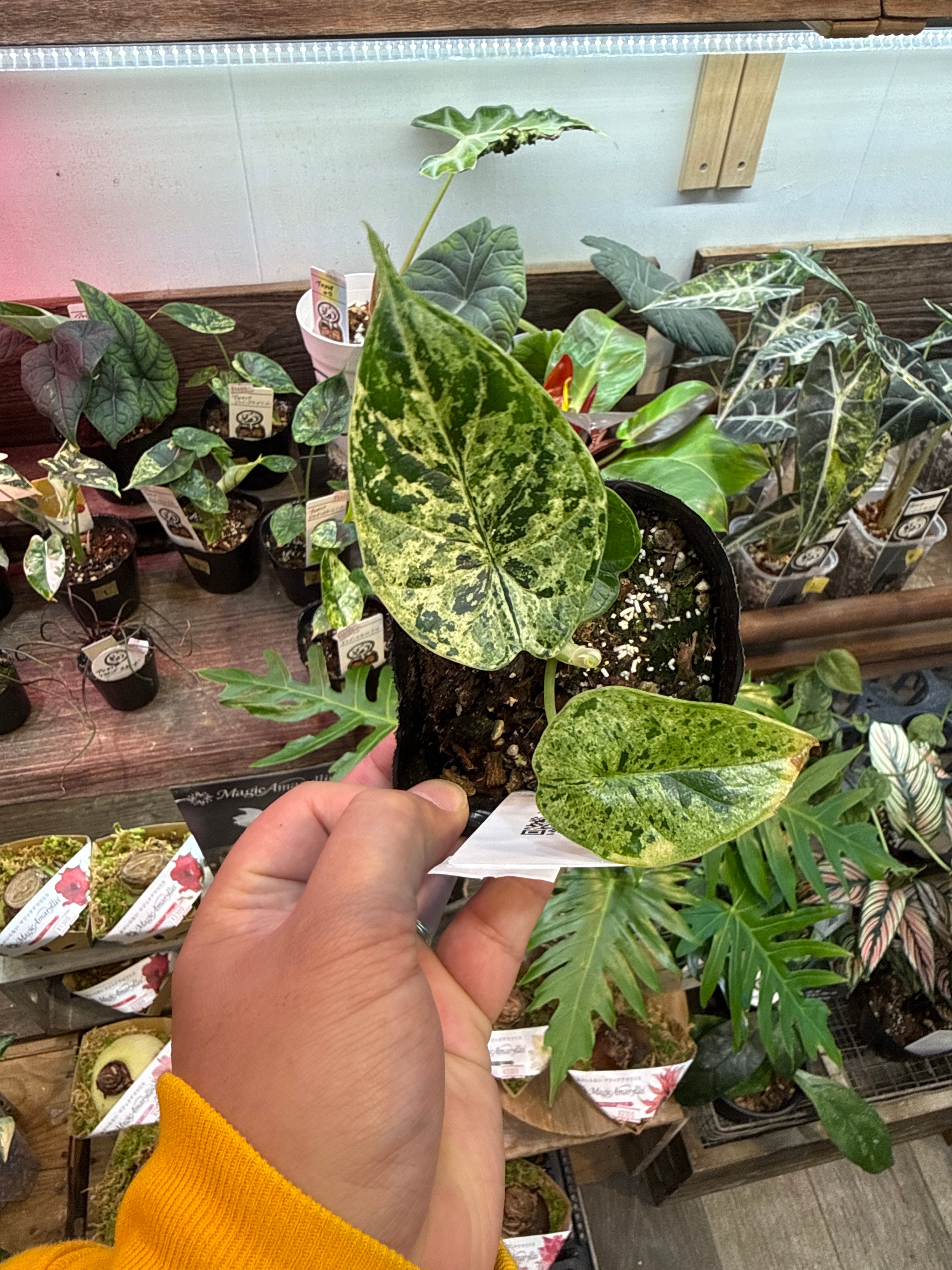 ②アロカシア ドラゴンスケールミント斑入り | Gardenえん 【観葉熱帯