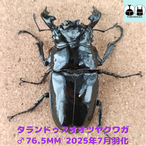 タランドゥスツヤクワガタ(029) 漆黒!タランドゥスオオツヤ♂50~85㎜up