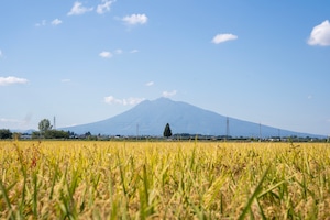 定期便　毎月1回お届け　青森米【まっしぐら】白米10kg