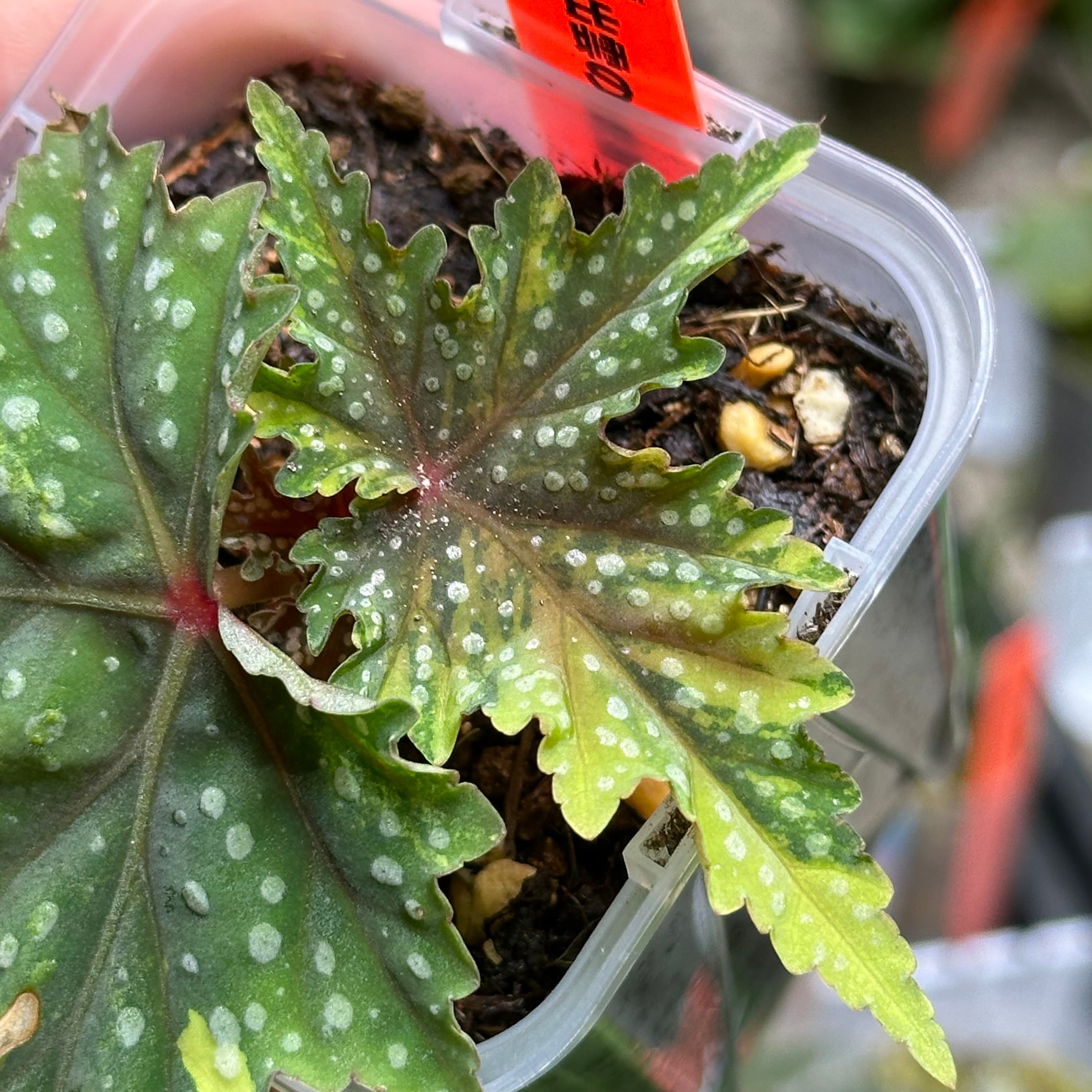 ベゴニア 出雲の煌星 斑入り -Begonia Izumo no Kiraboshi variegated