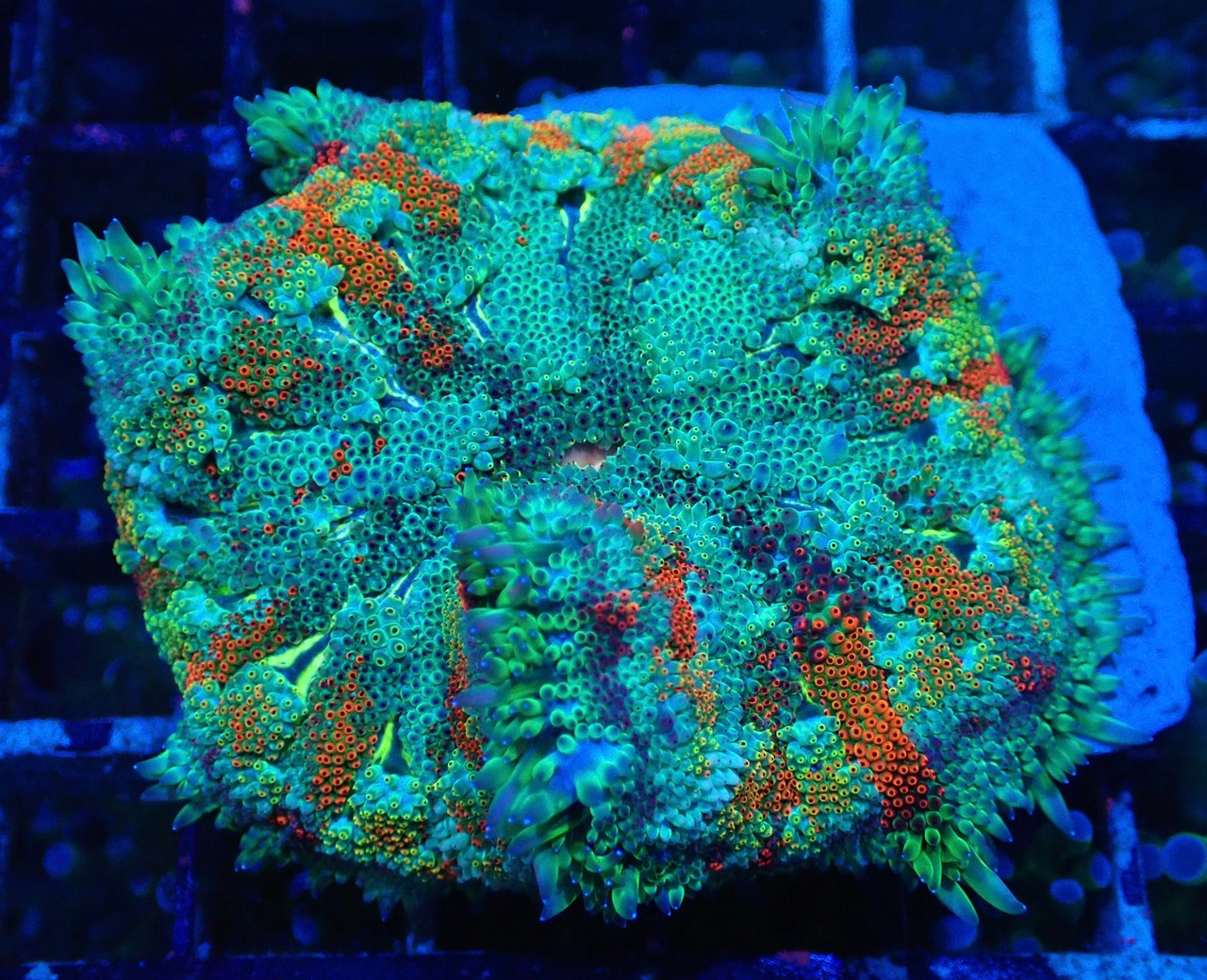 【現地買付】FlowerRockAnemone Rainbow