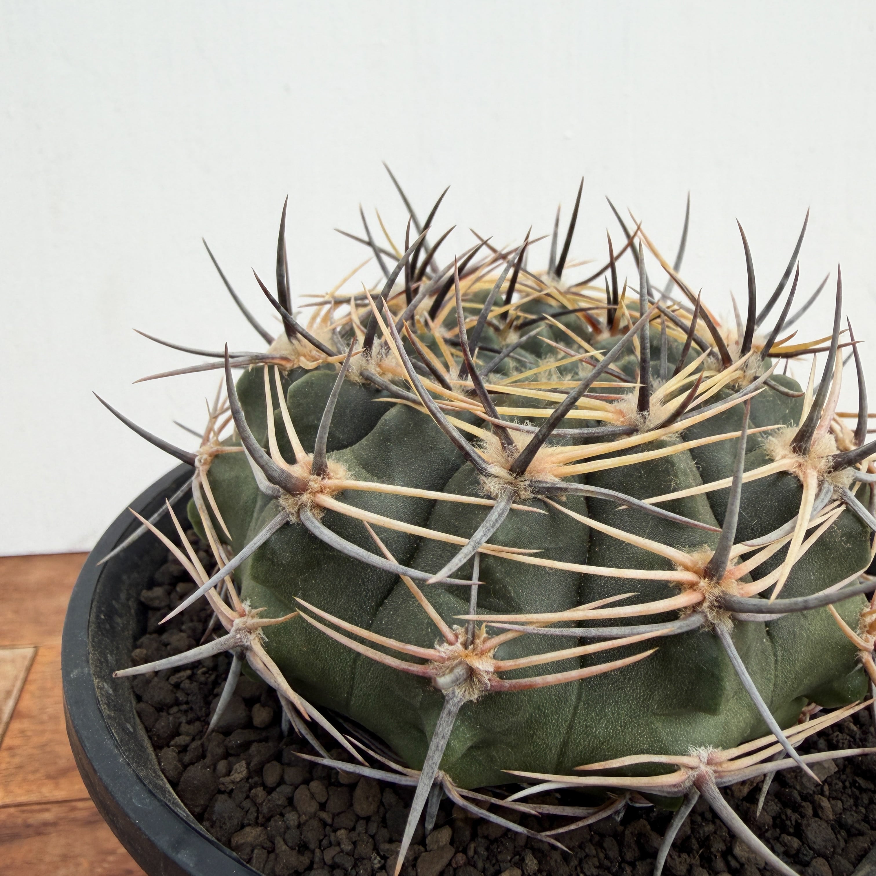 Gymnocalycium bicolor【ギムノカリキウム・ビカラー】 | RIMO'S GREEN
