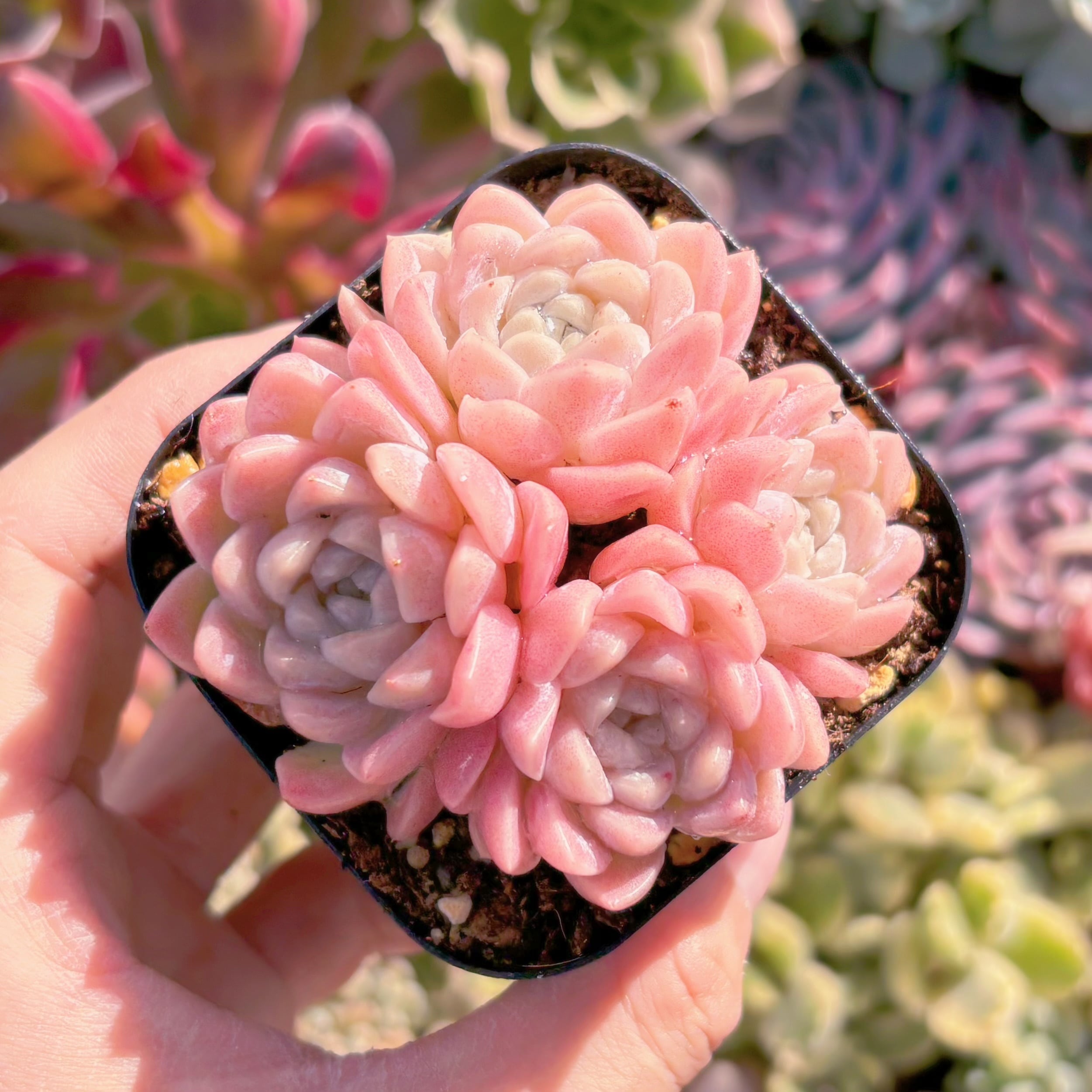 現品　 ピンクブルーズ#555　群生　るる農園