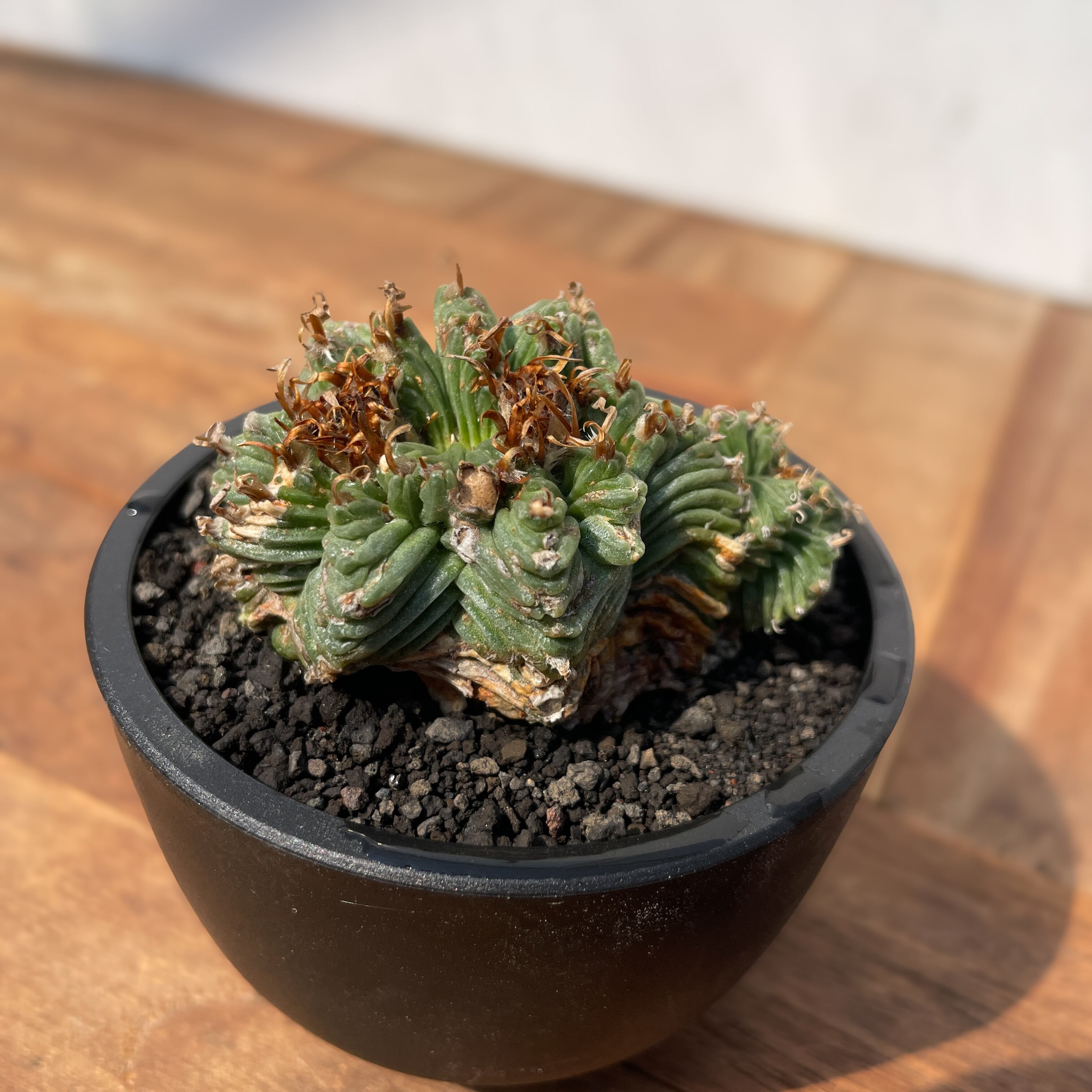 Aztekium ritteri 'Valdezii'【アズテキウム・紅籠・カキ仔】 | RIMO'S
