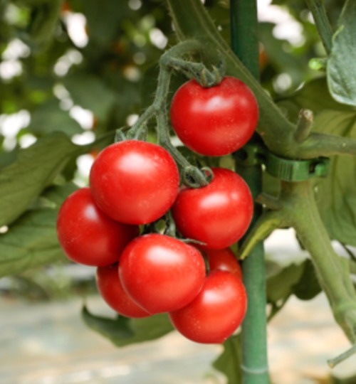 コピー：トマト 「TYレッドオーレ」（1000粒） 画像