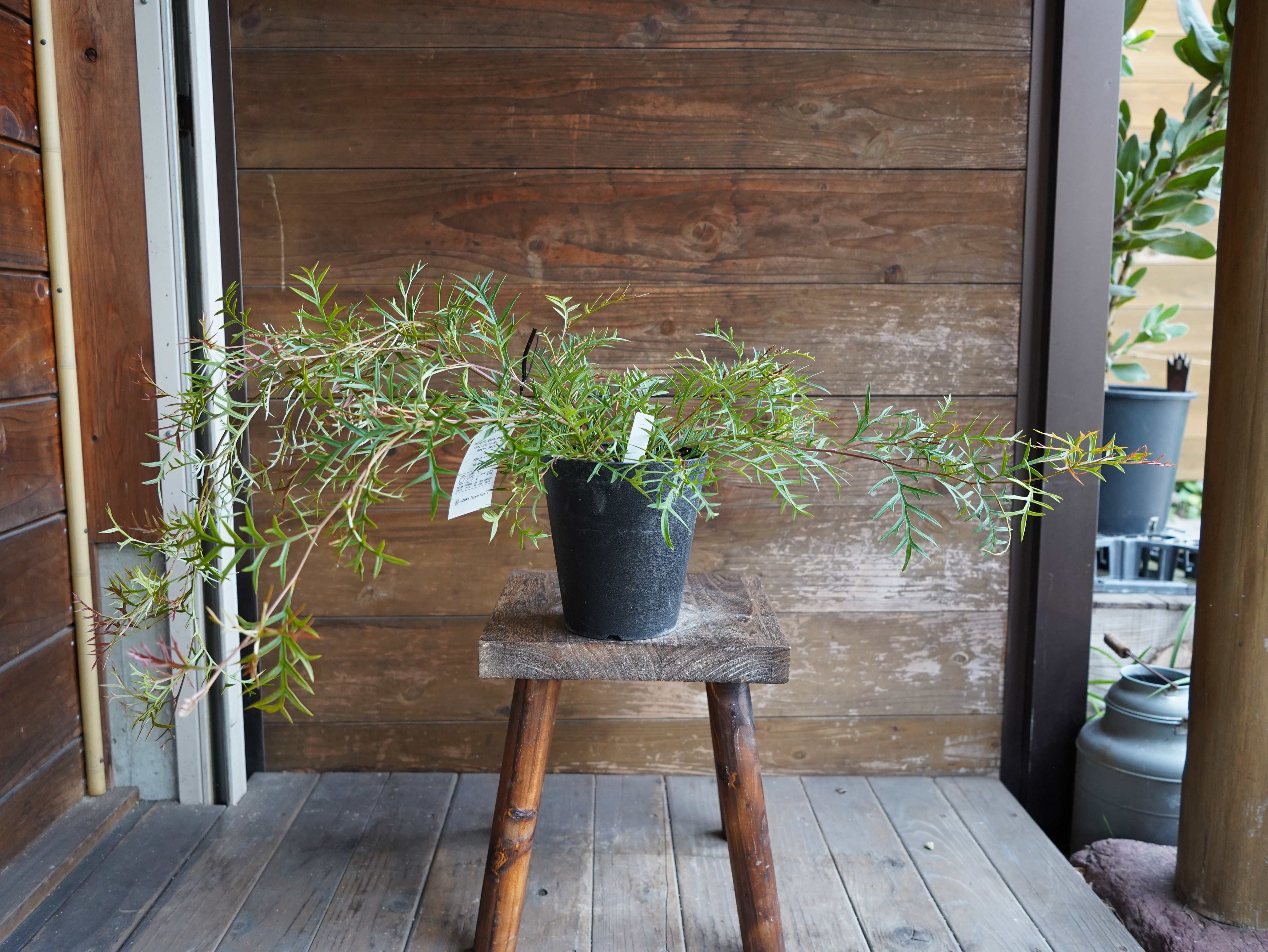 【現物】グレビレア　”ブロンズランバー”　C