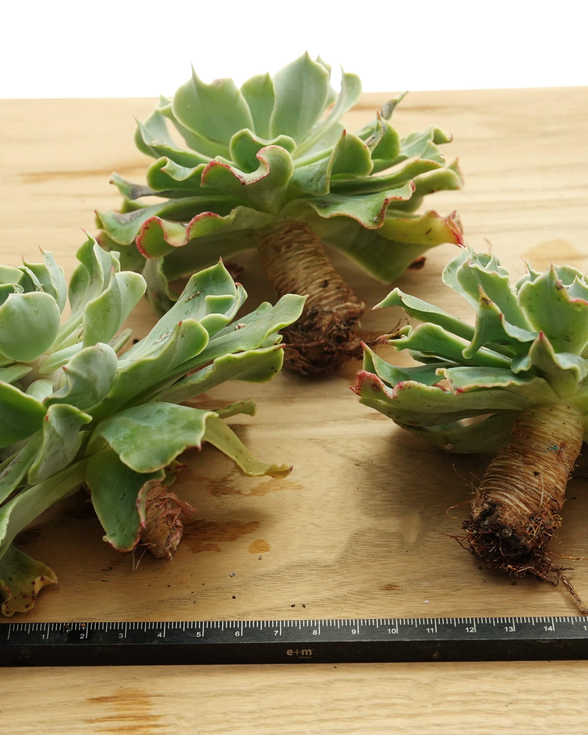 発根済カット苗 ツナミ Echeveria 'Tsunami' | PUKUBOOK SUCCULENTS