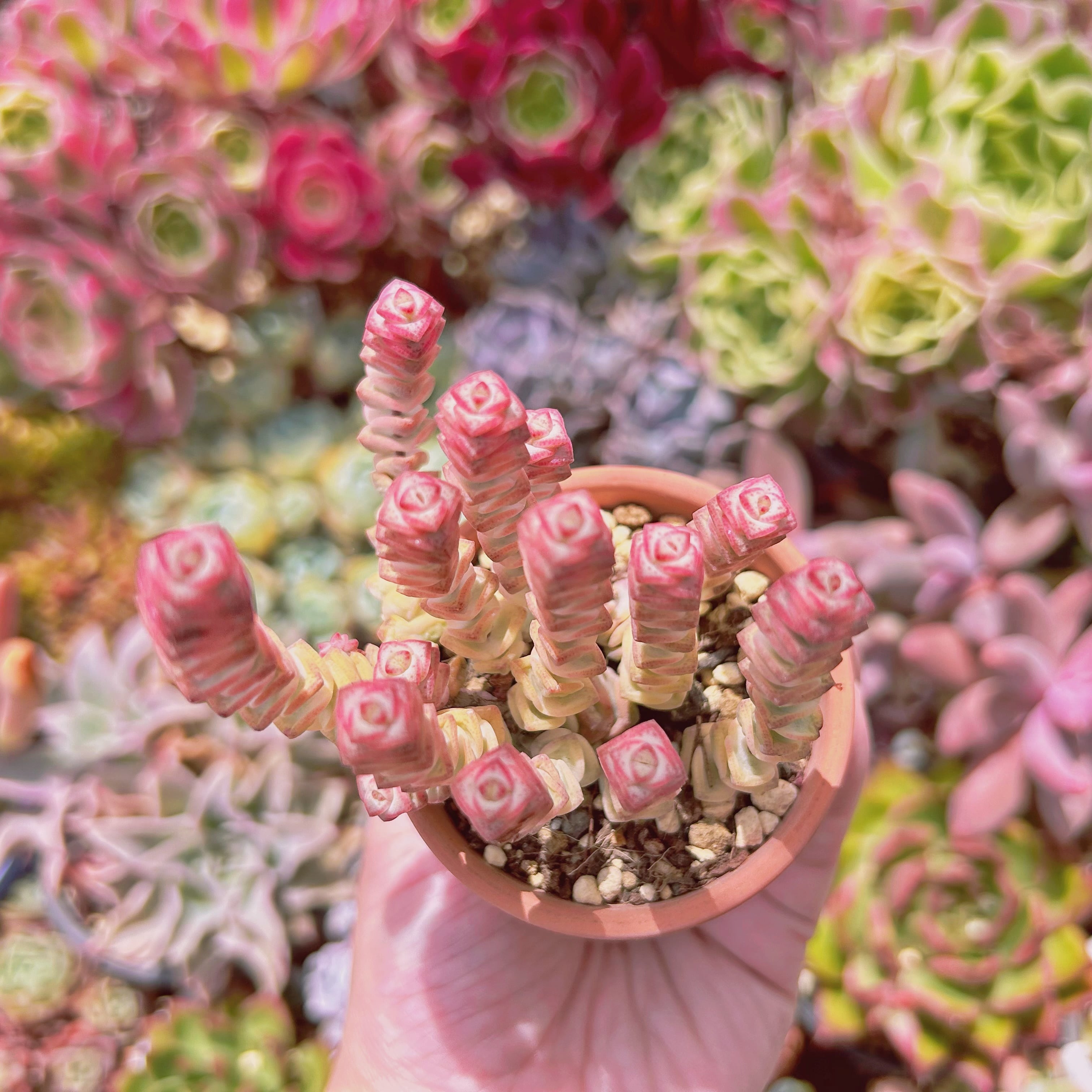 #2204現物　多肉植物　ファンタジー錦　