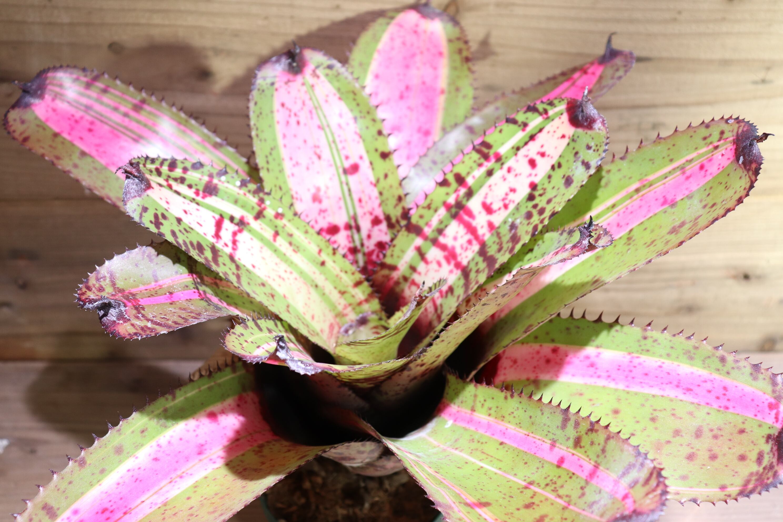 送料無料】Neoregelia 'White Walker'〔ネオレゲリア〕現品発送N0301