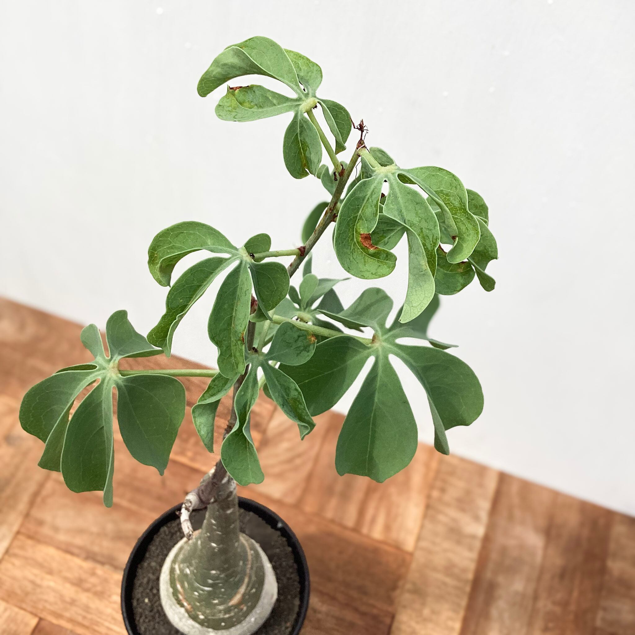 Adenia glauca【アデニア・グラウカ・実生】 | RIMO'S GREEN 【Saboten