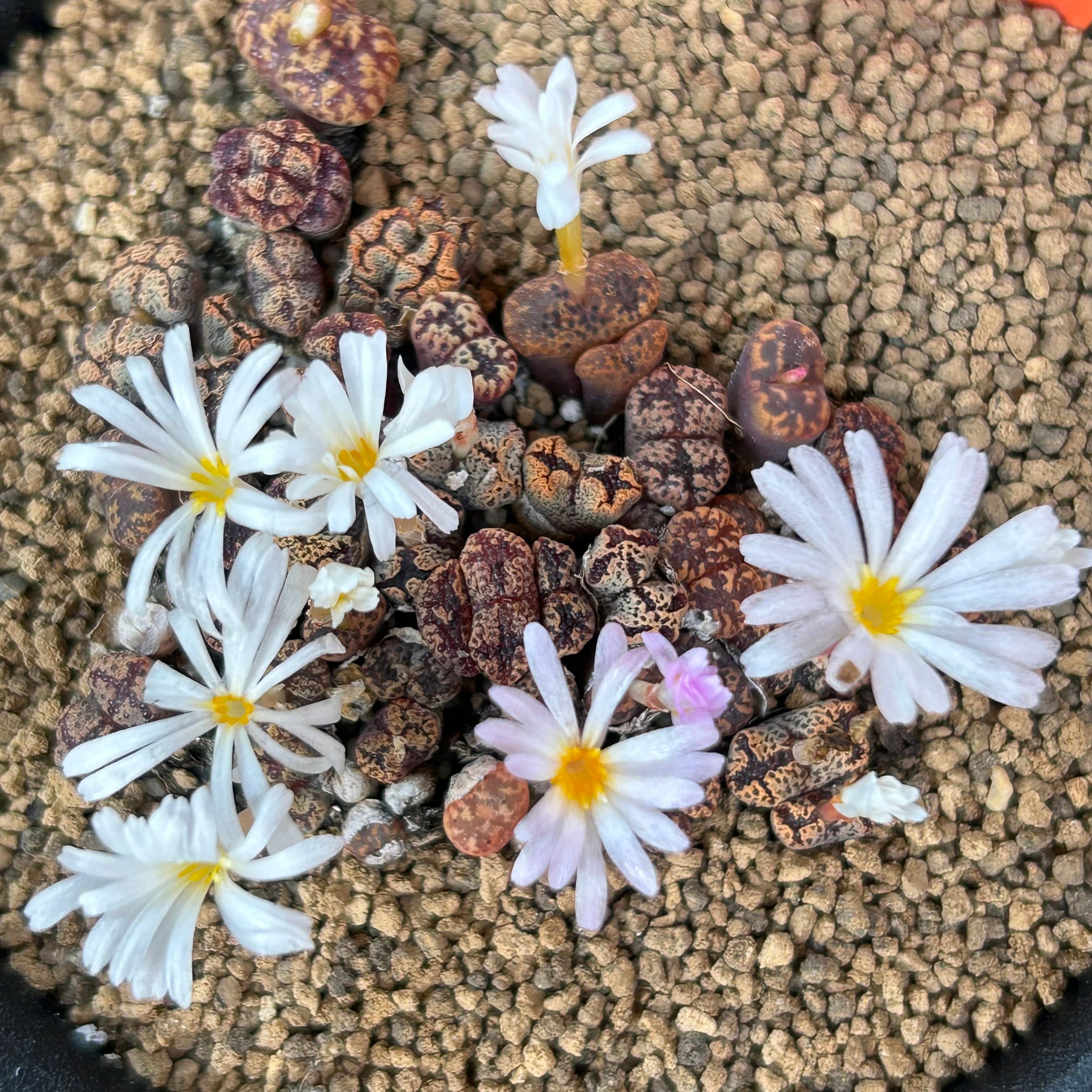 ペルシダムレッド(コノフィツム) | RuPo 多肉植物専門店