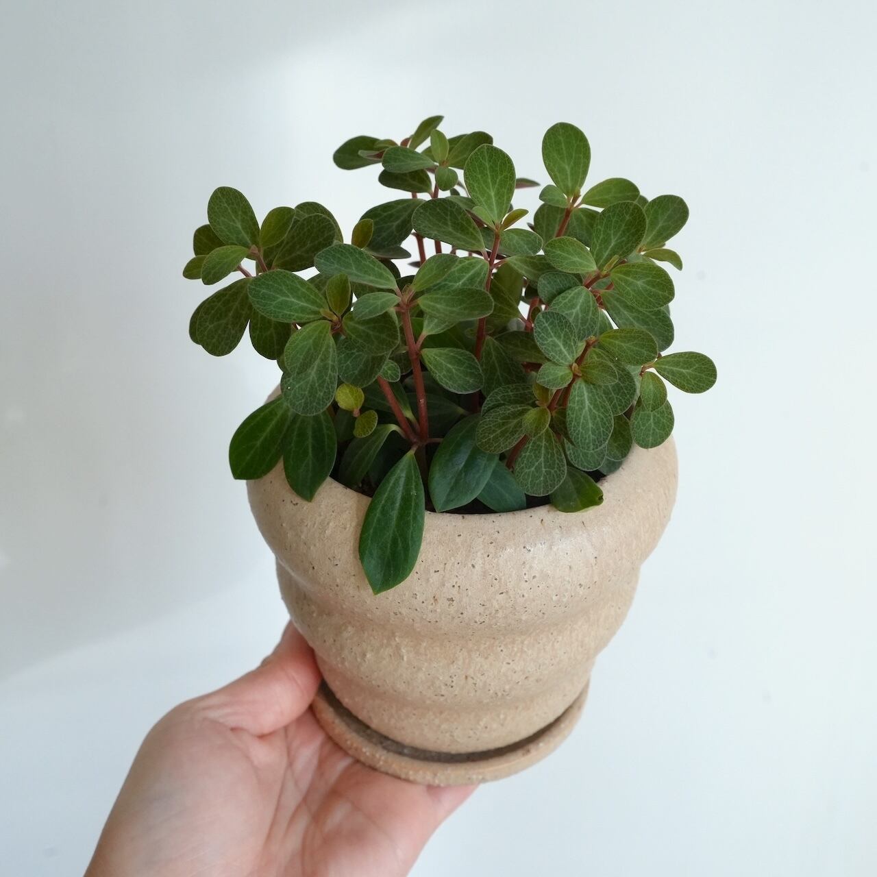 送料込み】多肉植物 ペペロミア ルベラ 4号サイズ 陶器鉢 | 草陽香