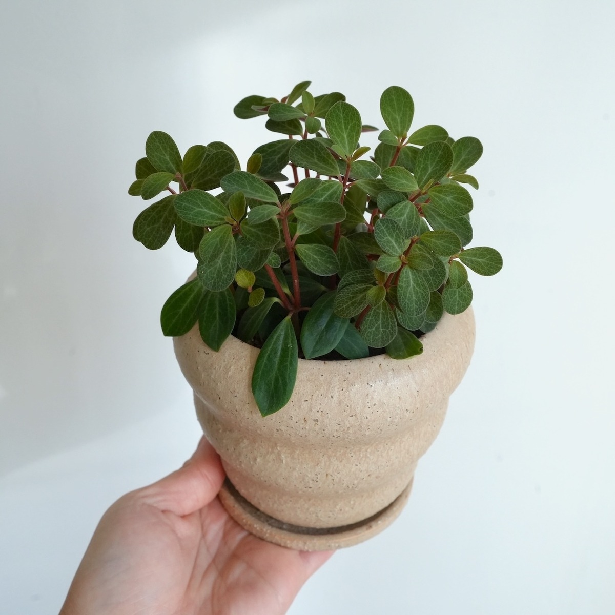 送料込み】多肉植物 ペペロミア ルベラ 4号サイズ 陶器鉢 | 草陽香