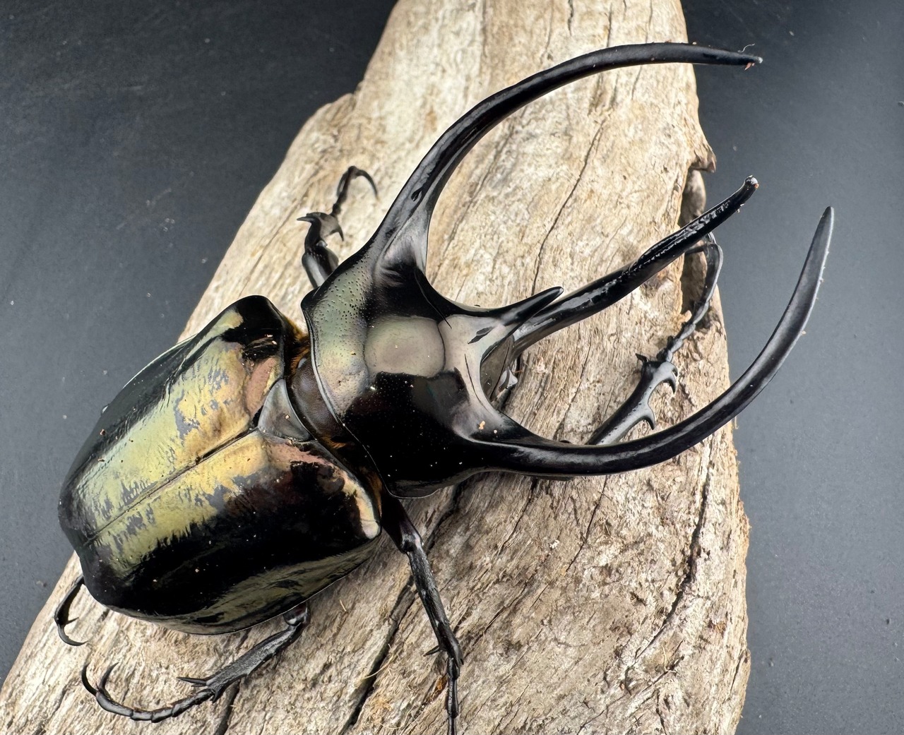 【WD】《ミンダナオアトラスオオカブト マラグサン産 98mm ペア》