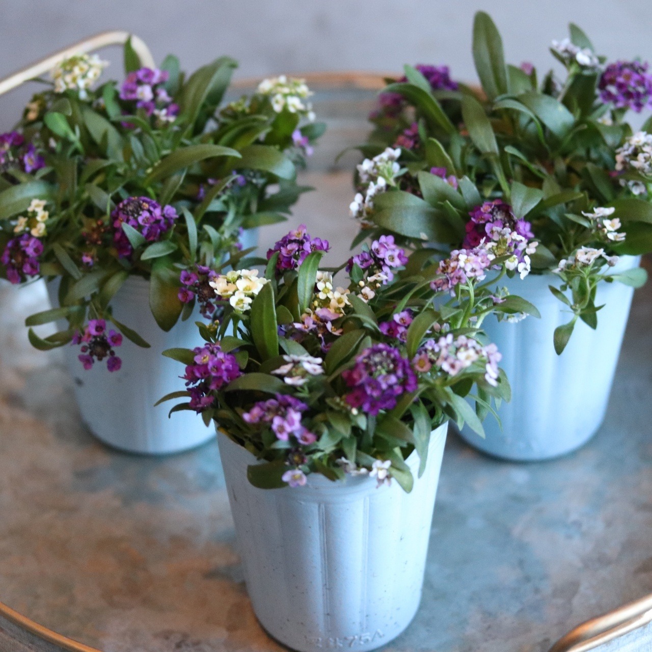 アリッサム　MIX　ムラサキ多めXレモンX白　小さなお花　横にひろがる　寄せ植えにオススメ