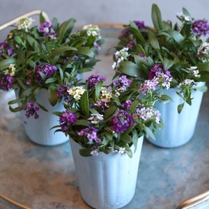 アリッサム　MIX　ムラサキ多めXレモンX白　小さなお花　横にひろがる　寄せ植えにオススメ