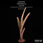 【送料無料】Neoregelia 'Jaline'〔ネオレゲリア〕現品発送N0559