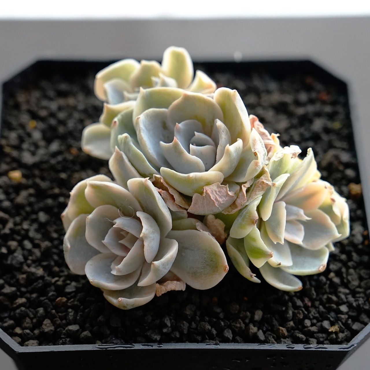 カット苗 ピーコッキーベイカー錦 【日本初上陸？】 Echeveria peacockii Baker f. variegata