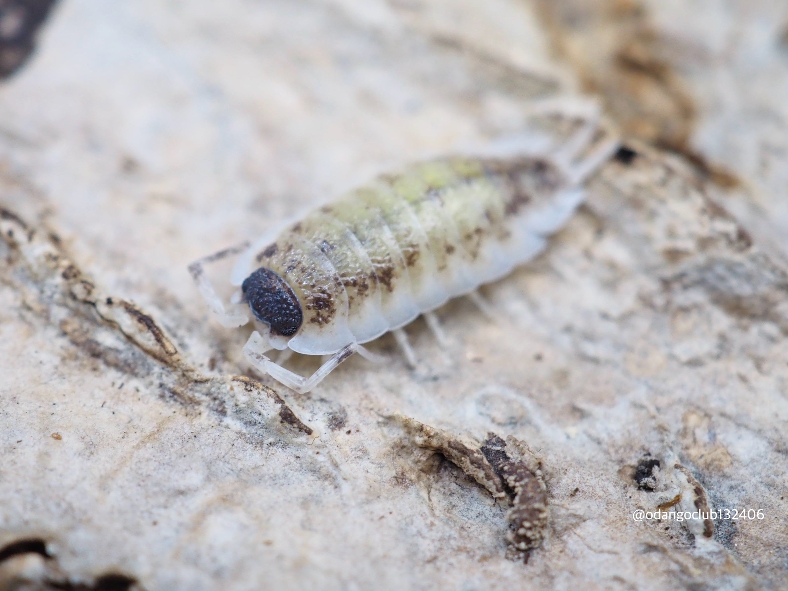 スピノサス 5匹 ダンゴムシ | おだんごくらぶ