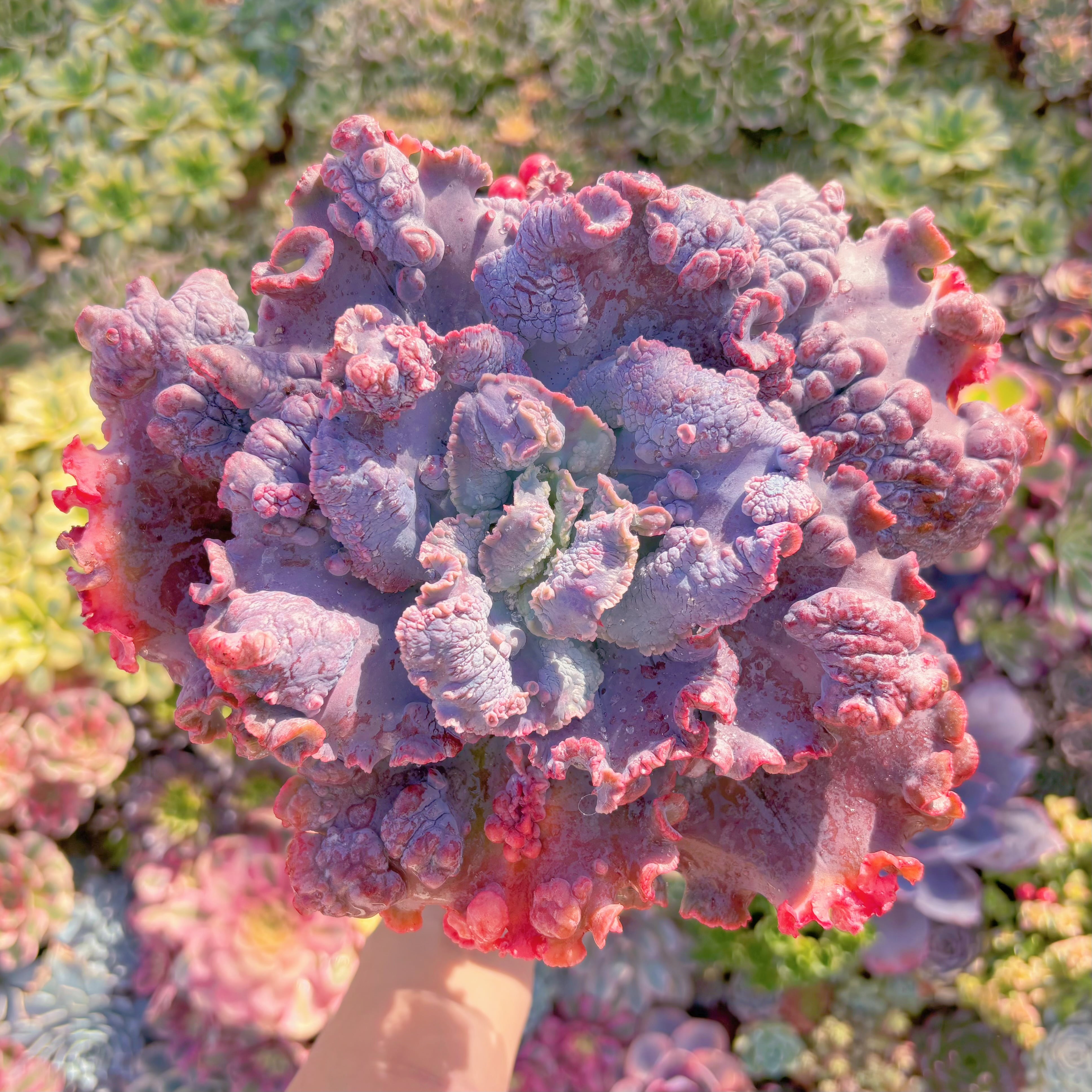 現品　cancanxBaron Bold#310　特特特大苗　新入荷　るる農園