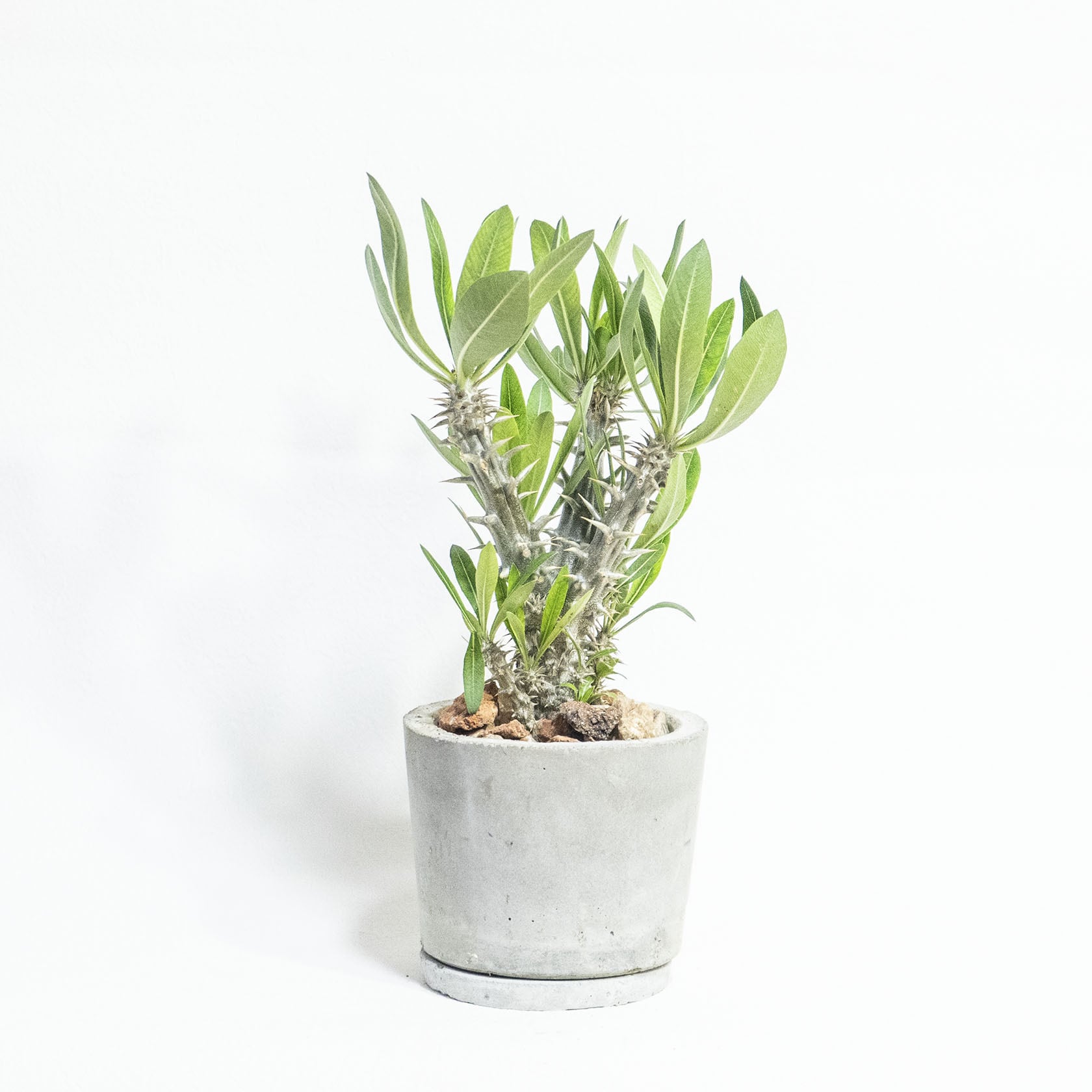 ≪ 多肉植物 ≫室内管理もオッケーなパキポディウム・デンシフローラム