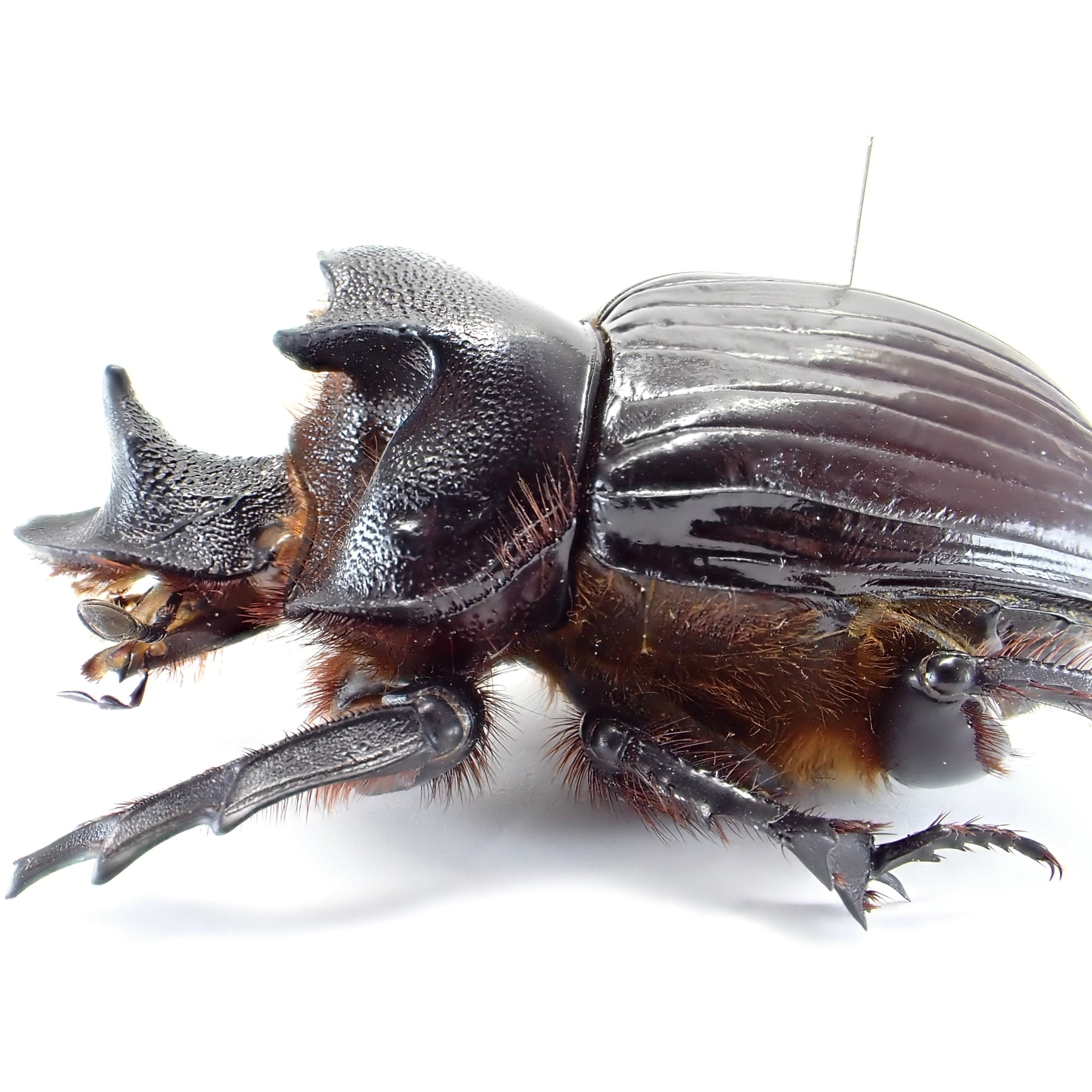 タンザニア産 Heliocopris colossus ♂ 59mm | 昆虫標本 Diggers & Rollers