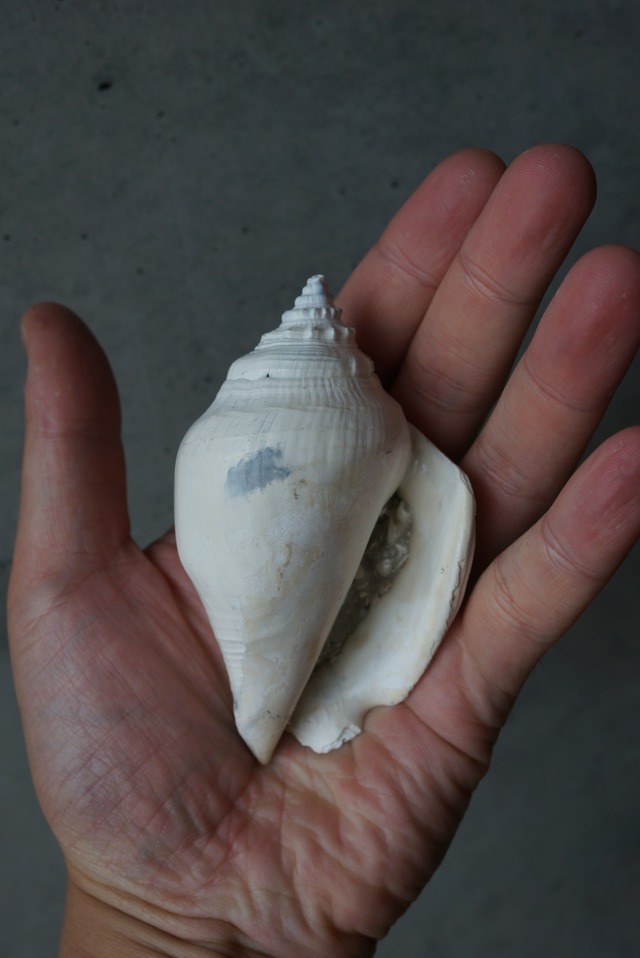 フロリダ州産 巻貝化石 Strombus alatus 1594