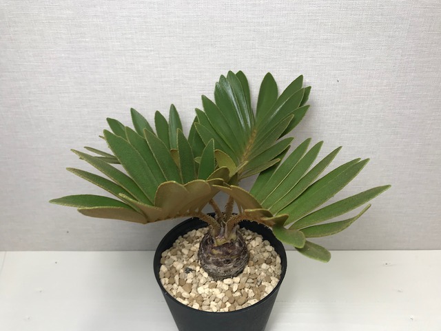ザミア フルフラケア