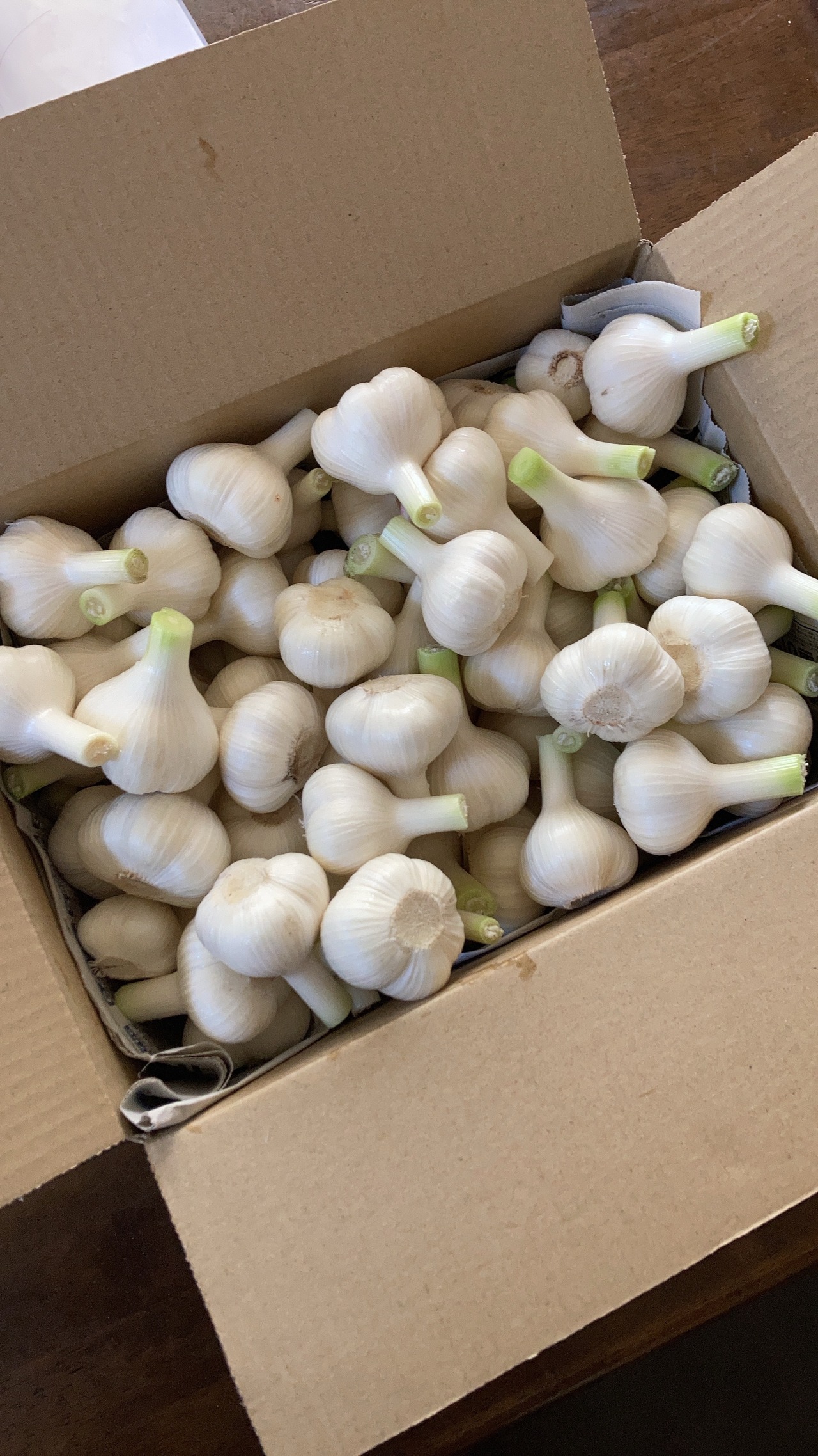 【期間限定野菜】Ryosuke Oyasaiの有機生にんにく（福地ホワイト六片種）サイズ混合1kg～・画像3