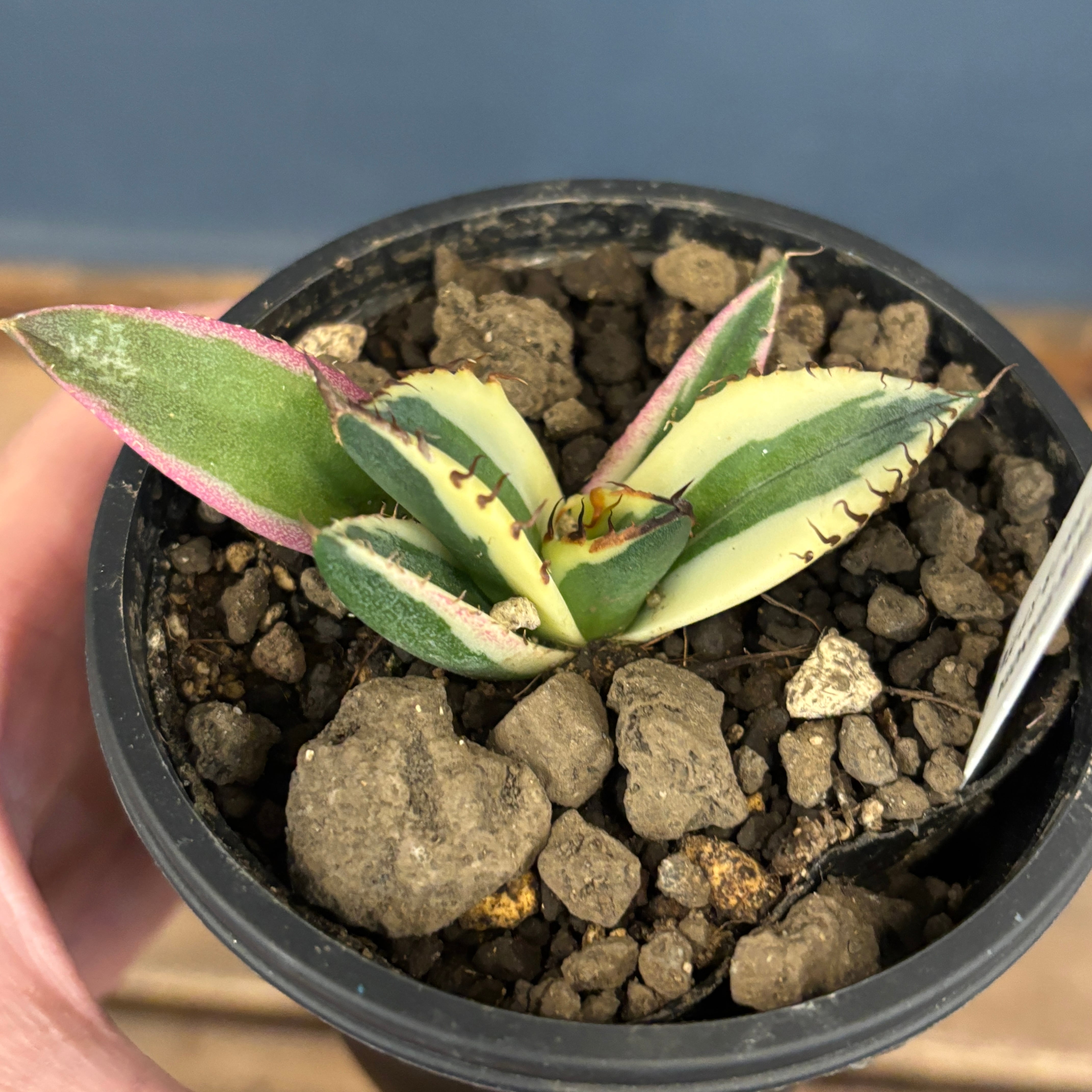 アガベ チタノタ スナグルトゥース【754】 | PROTOLEAF プロトリーフ