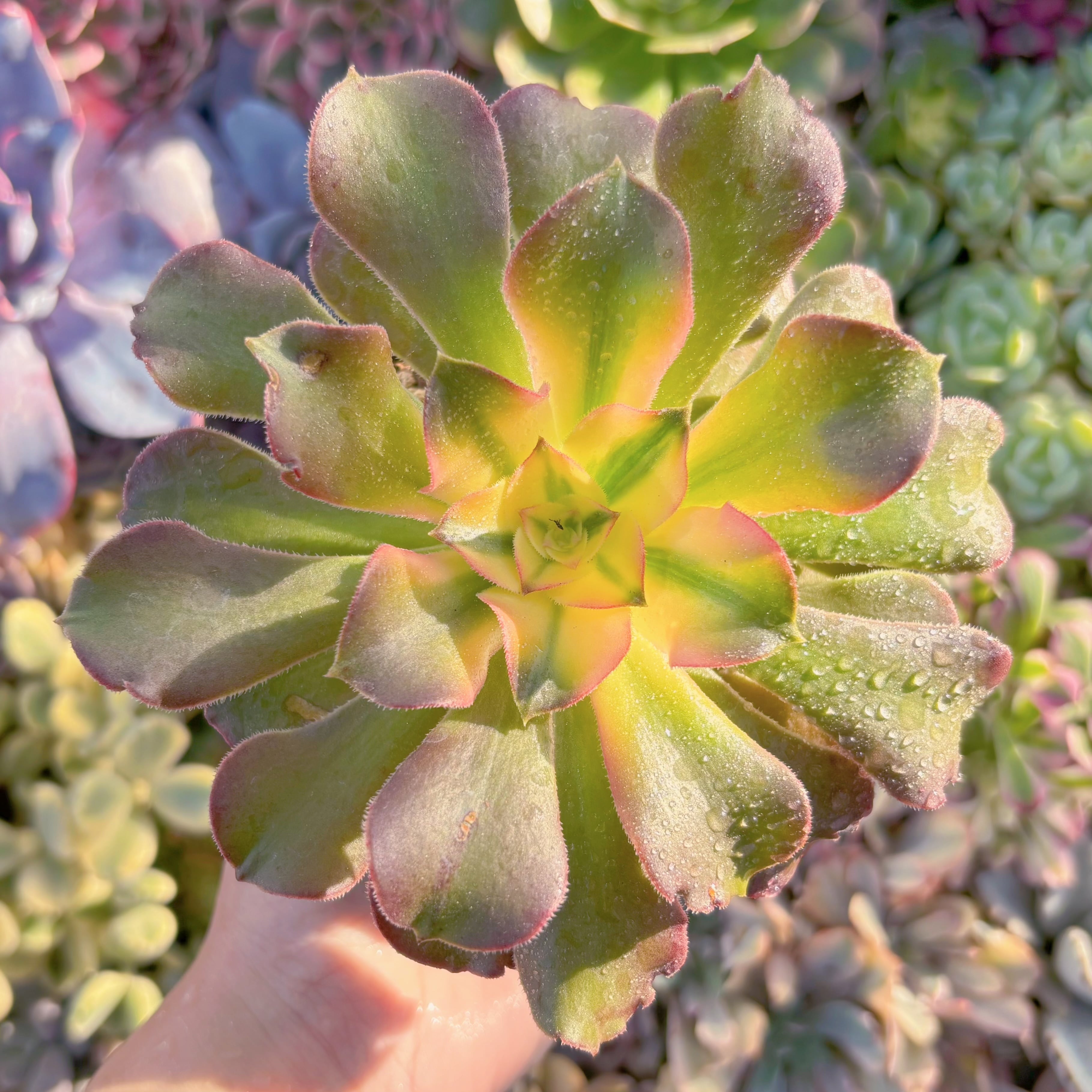 現品　アフラダイティ変異#K022　るる農園