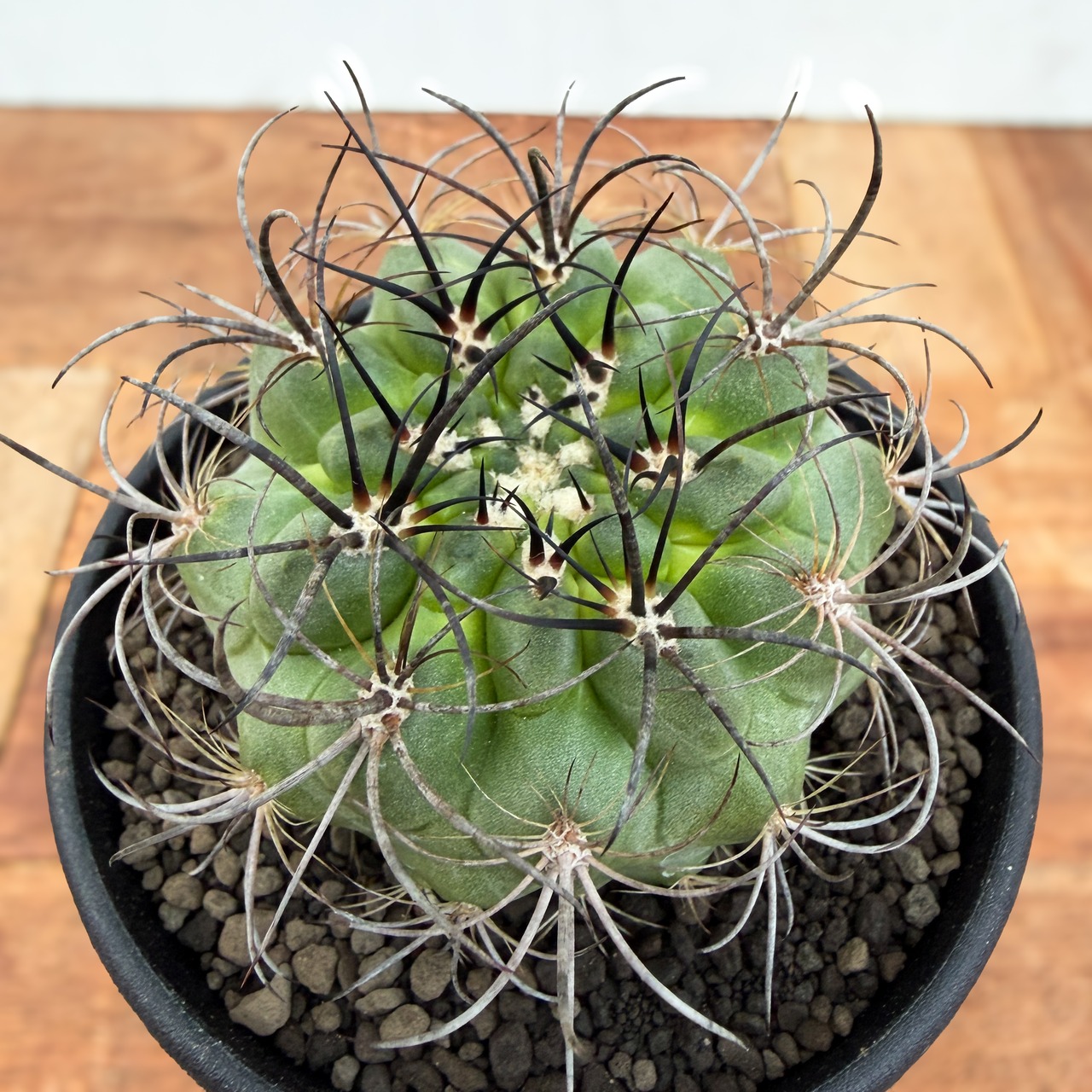 Eriosyce clavata 【エリオシケ・暗黒玉】