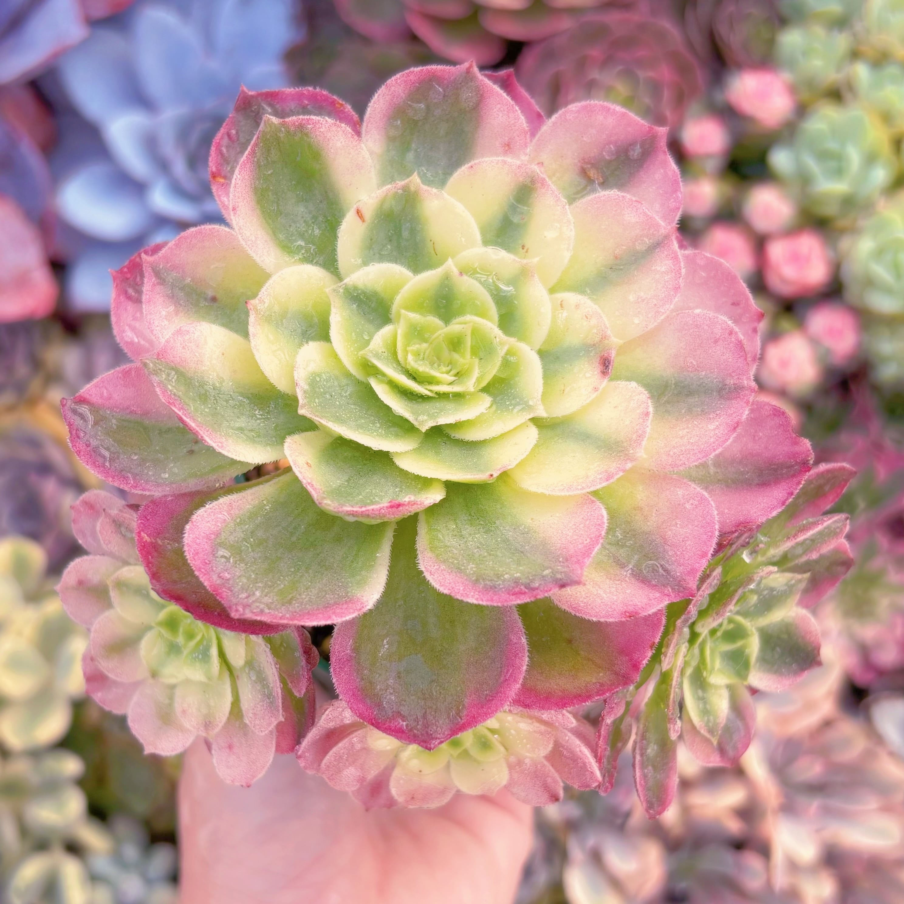 現品　玉姿#517　群生　るる農園