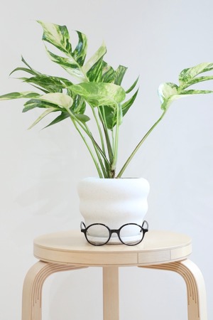 【希少】【M】エピプレナム ゴールデンフレーム/Epipremnum