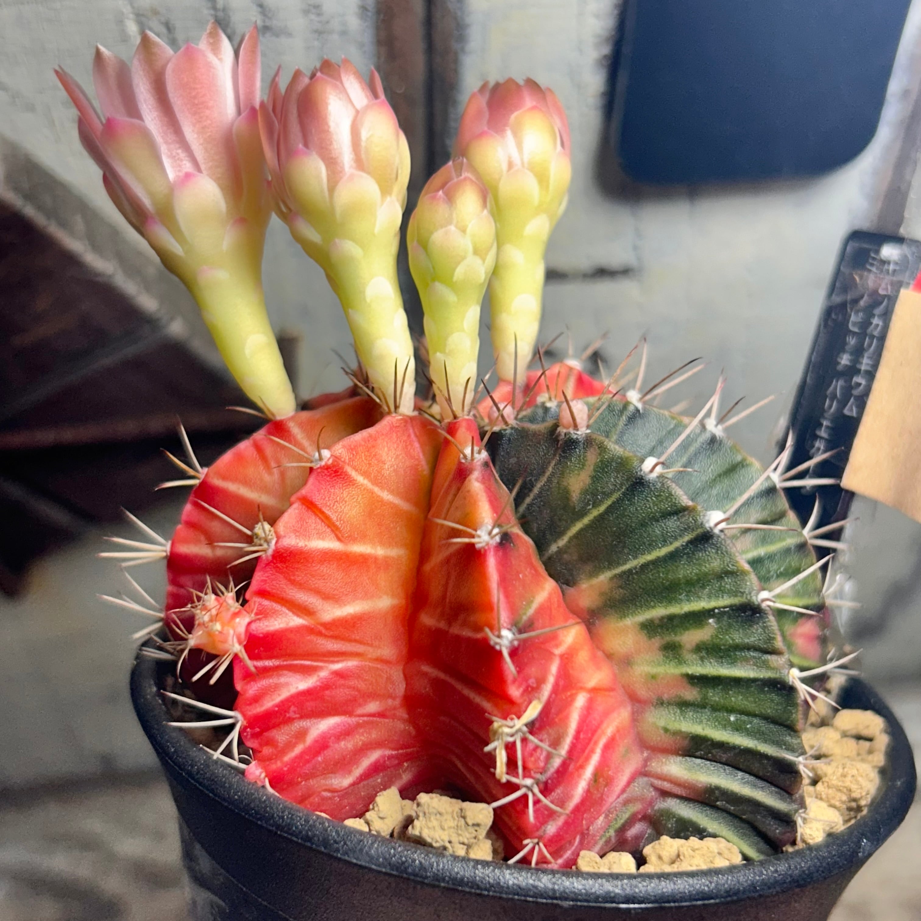 T)①ギムノカリキウム ミハノビッチ バリエガータ(夏型 | RuPo 多肉