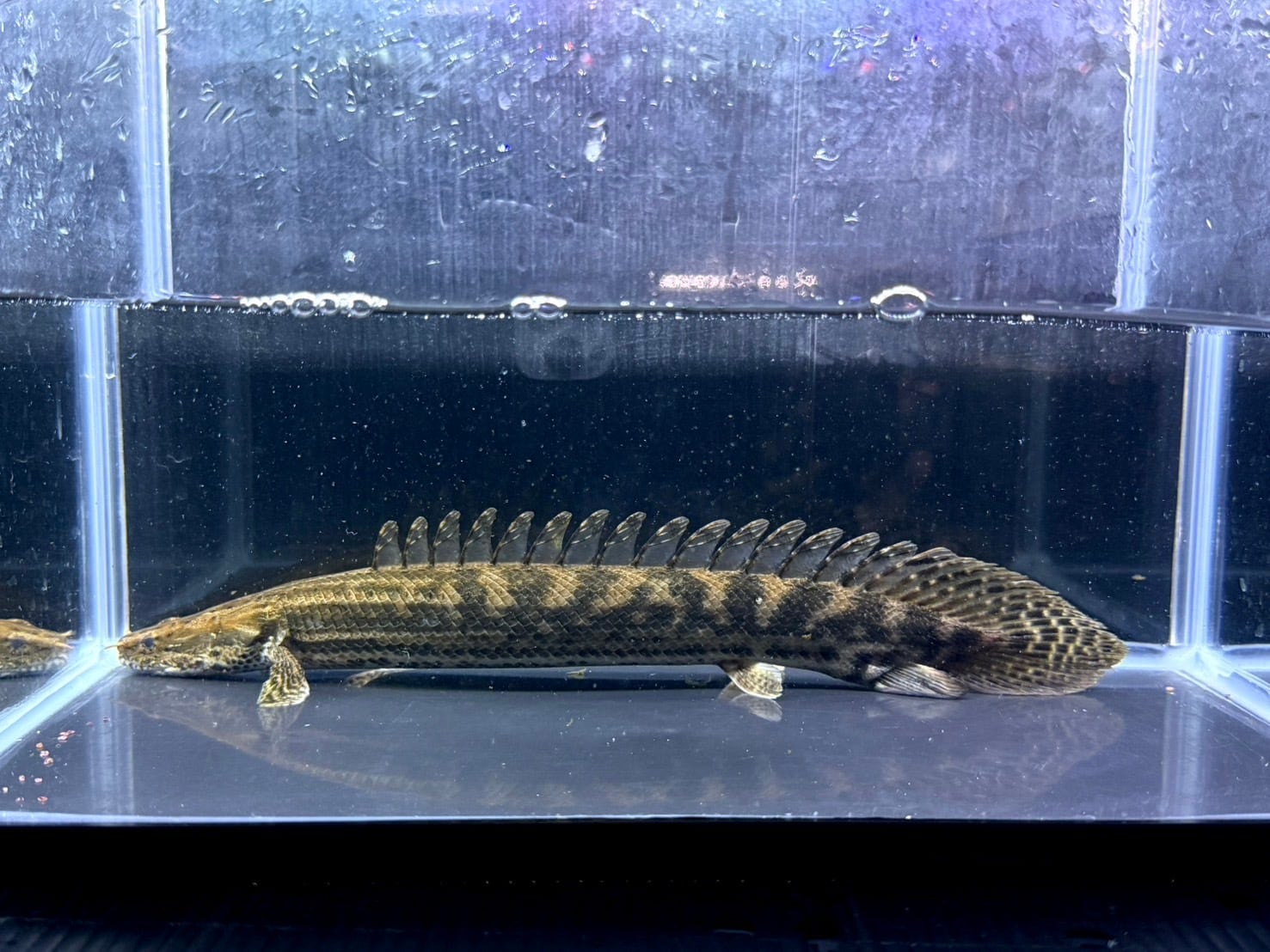フラワートーマン 中野愛魚園 フラワートーマン