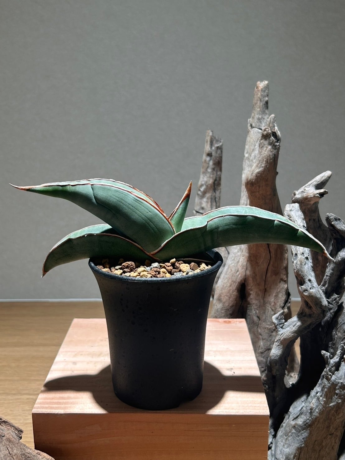 マミラリア 金手毬綴化 鉢セット | アトリエRatel