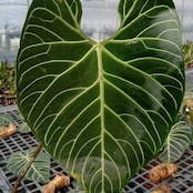 アンスリウム・レガレ / Anthurium Regale㉒│観葉植物