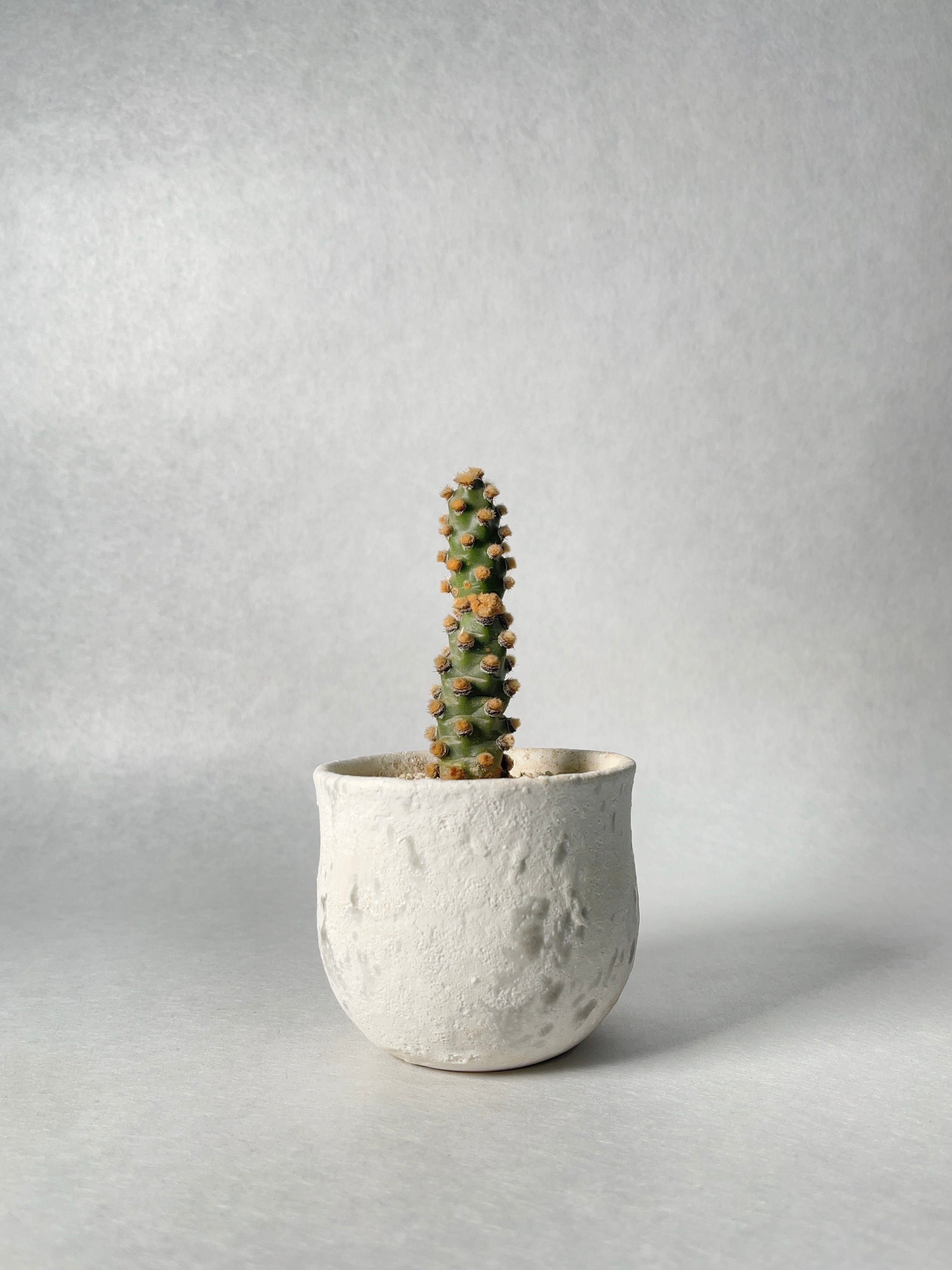 テフロカクタス・妖鬼殿 | trigger