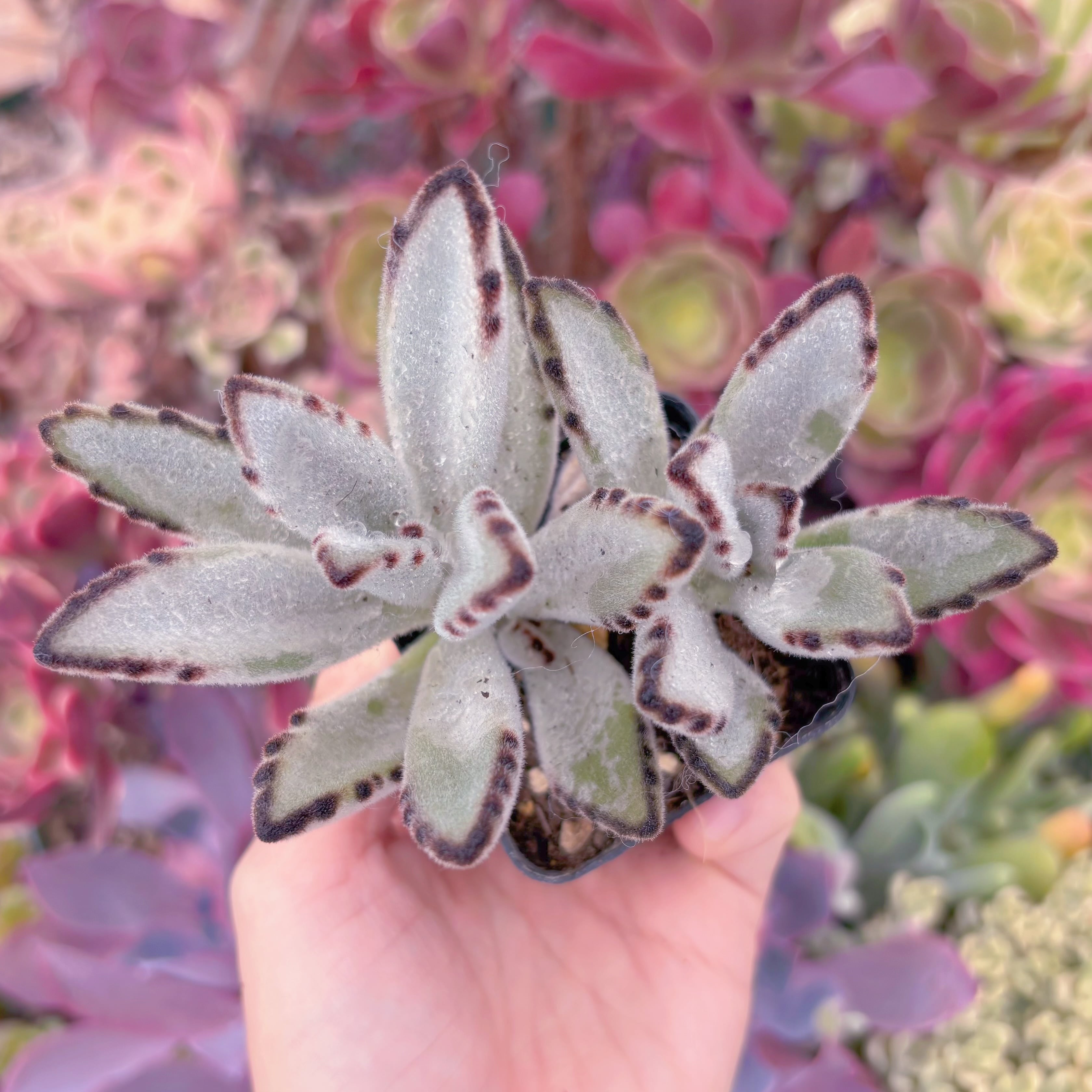 現品 月兎耳#2217 るる農園 | るる農園~多肉植物専門