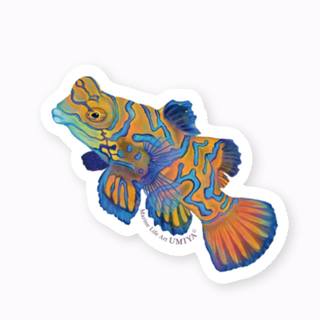 海の生きものステッカー（ニシキテグリ−オス）