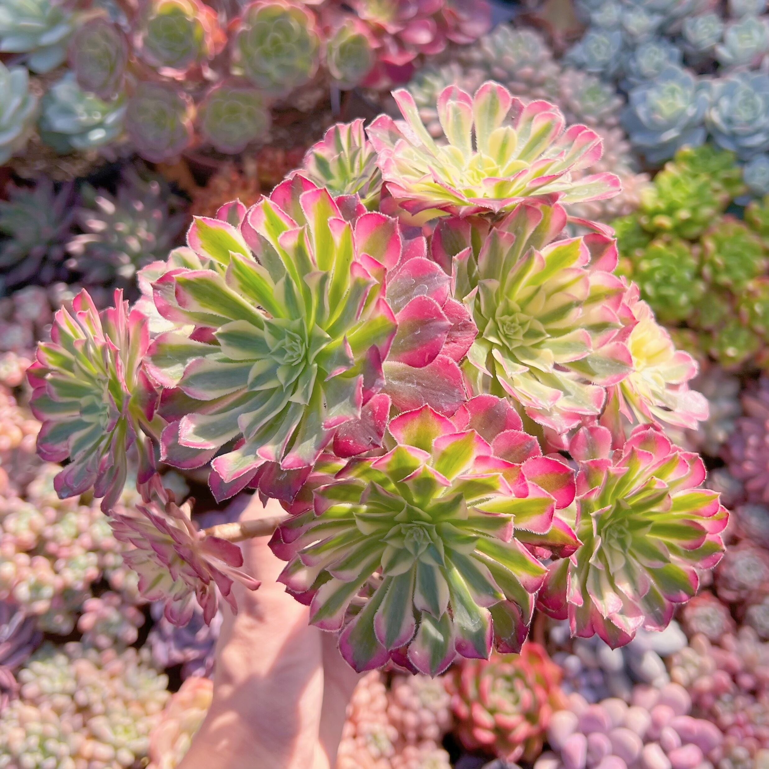 現品　ブラックチェリー#749　大群生　新入荷