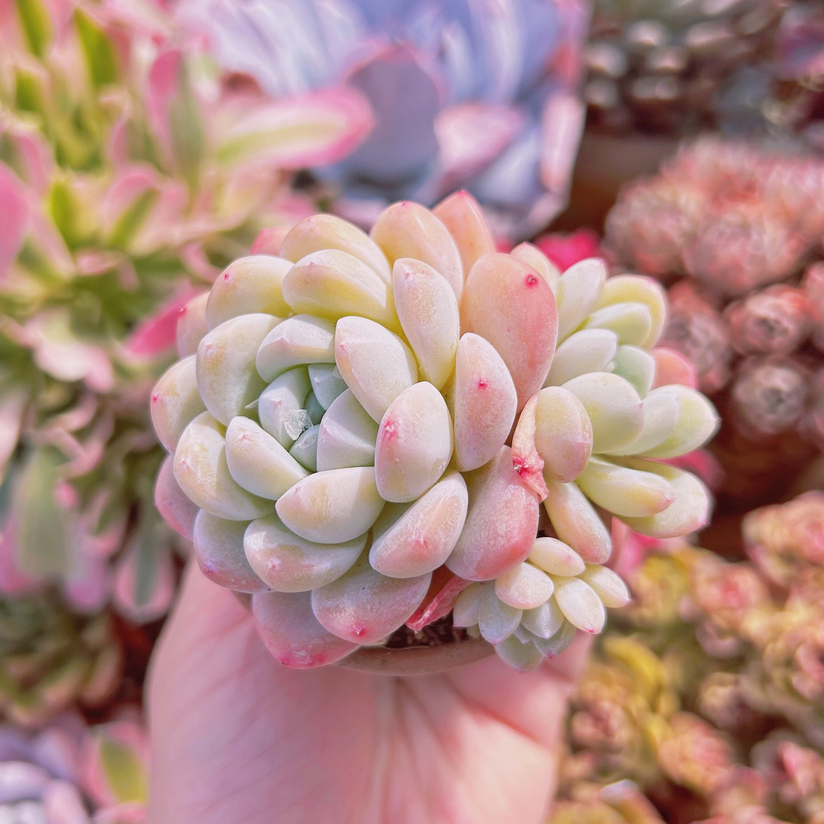 #514現物　多肉植物　アイスグリーン