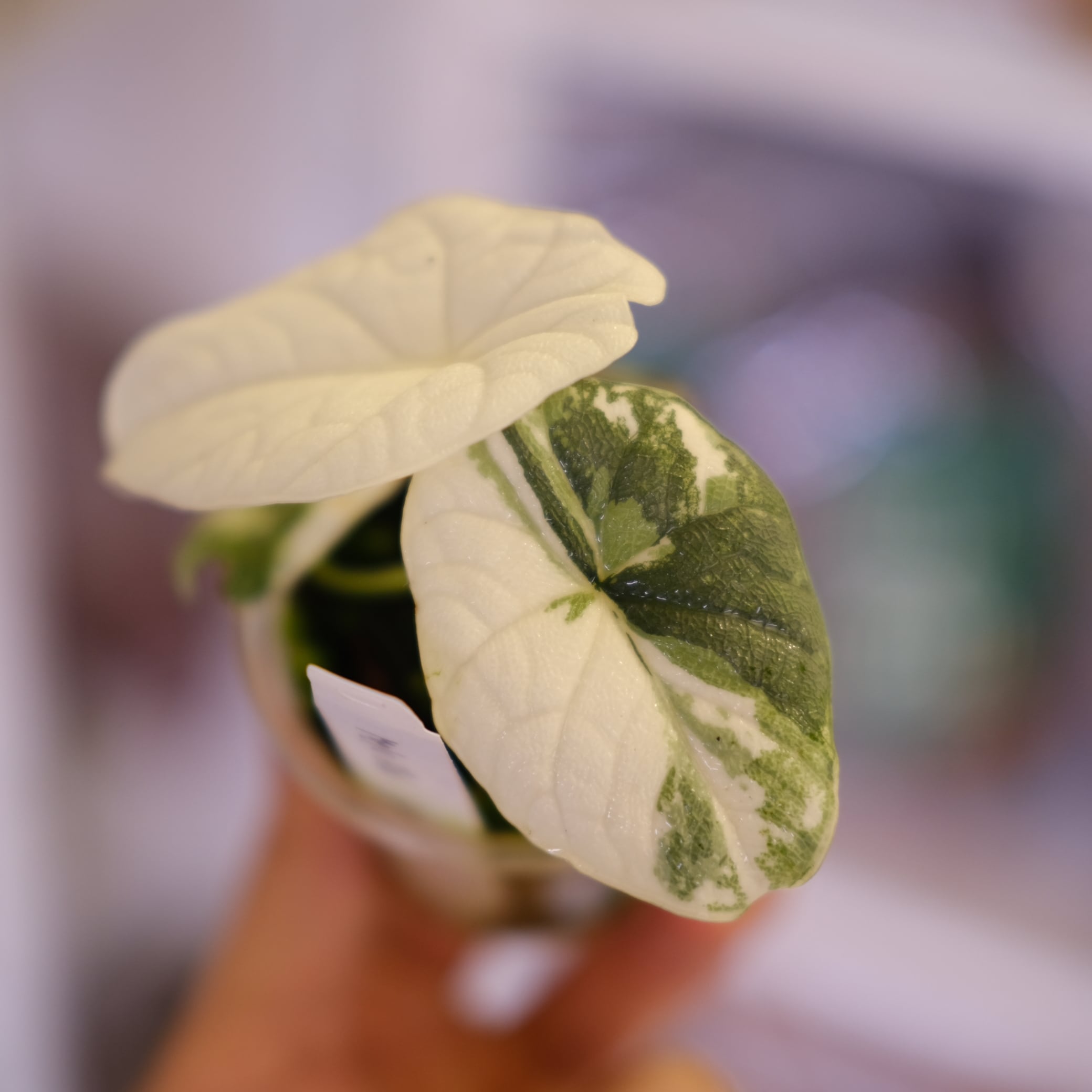 決まりました。　アンスリウムアロー　アロカシア Alocasia Melo　着生ラン friends-help-me-id-this-