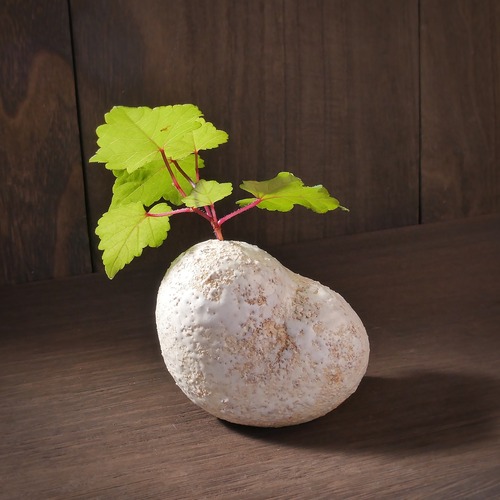 ハートの花入れ suger coated no.2