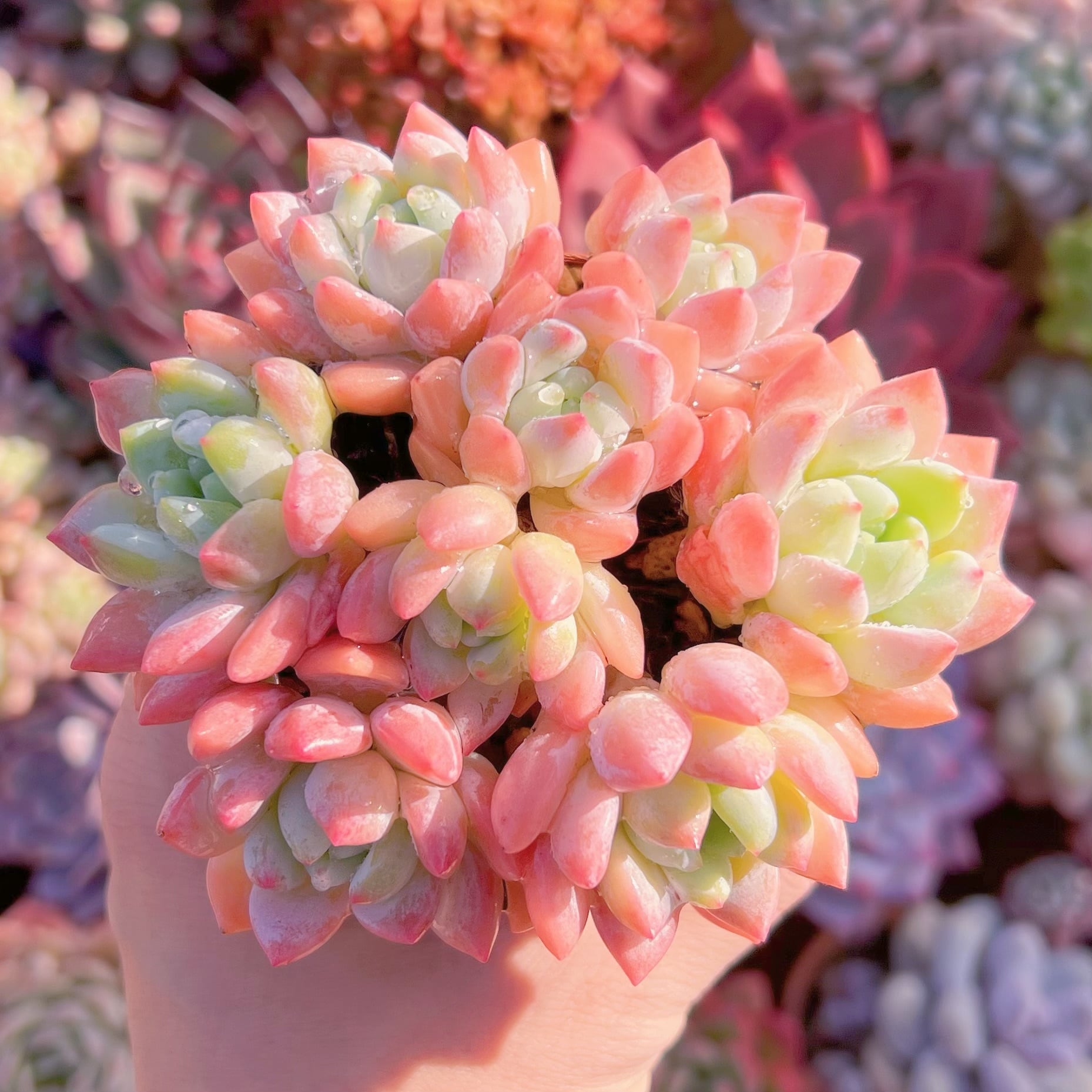 現品　プロリフェラxラウル#096   るる農園